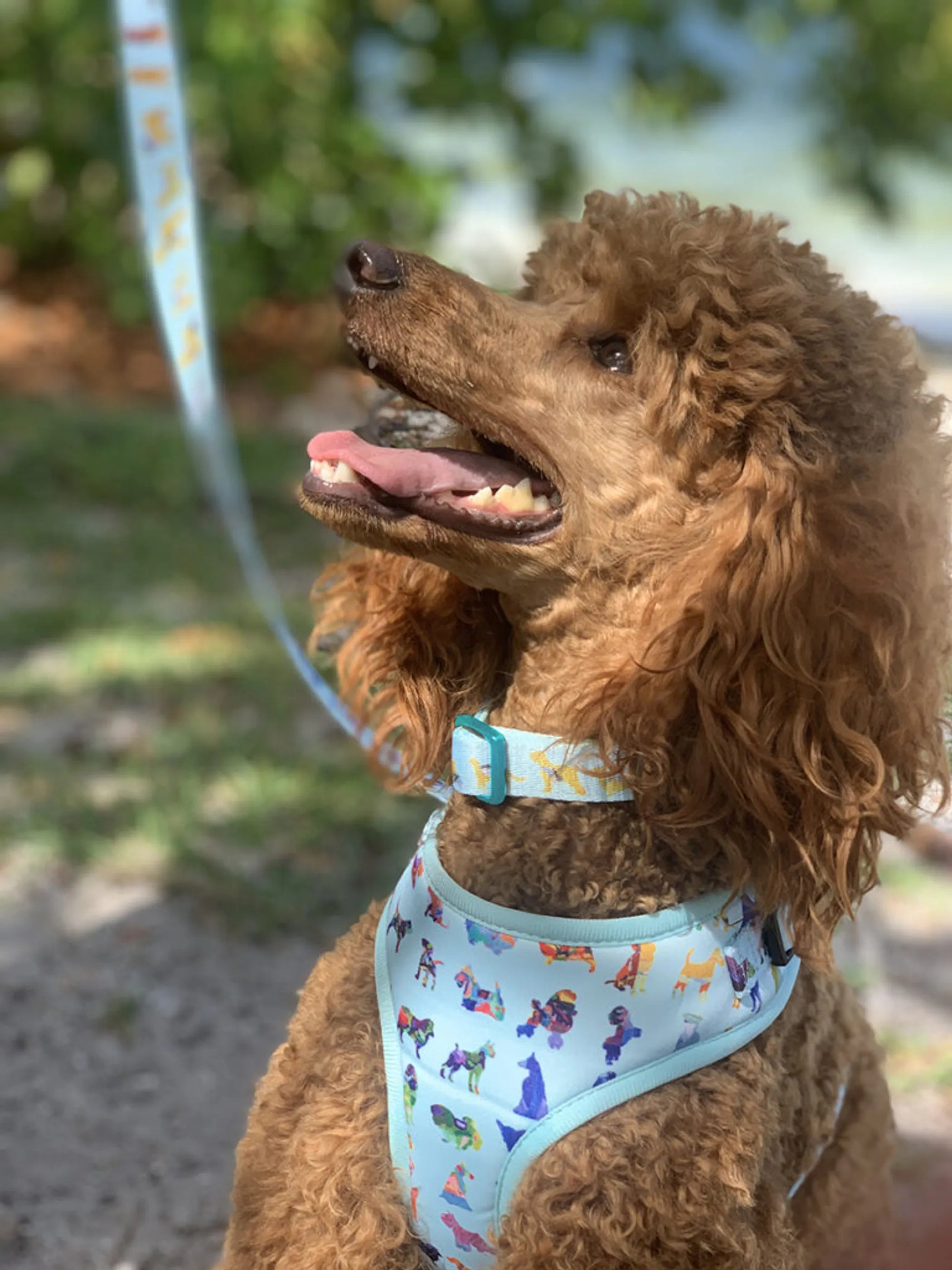 Blue Buddies XXS dog harness in blue with adjustable straps, designed for small dogs.