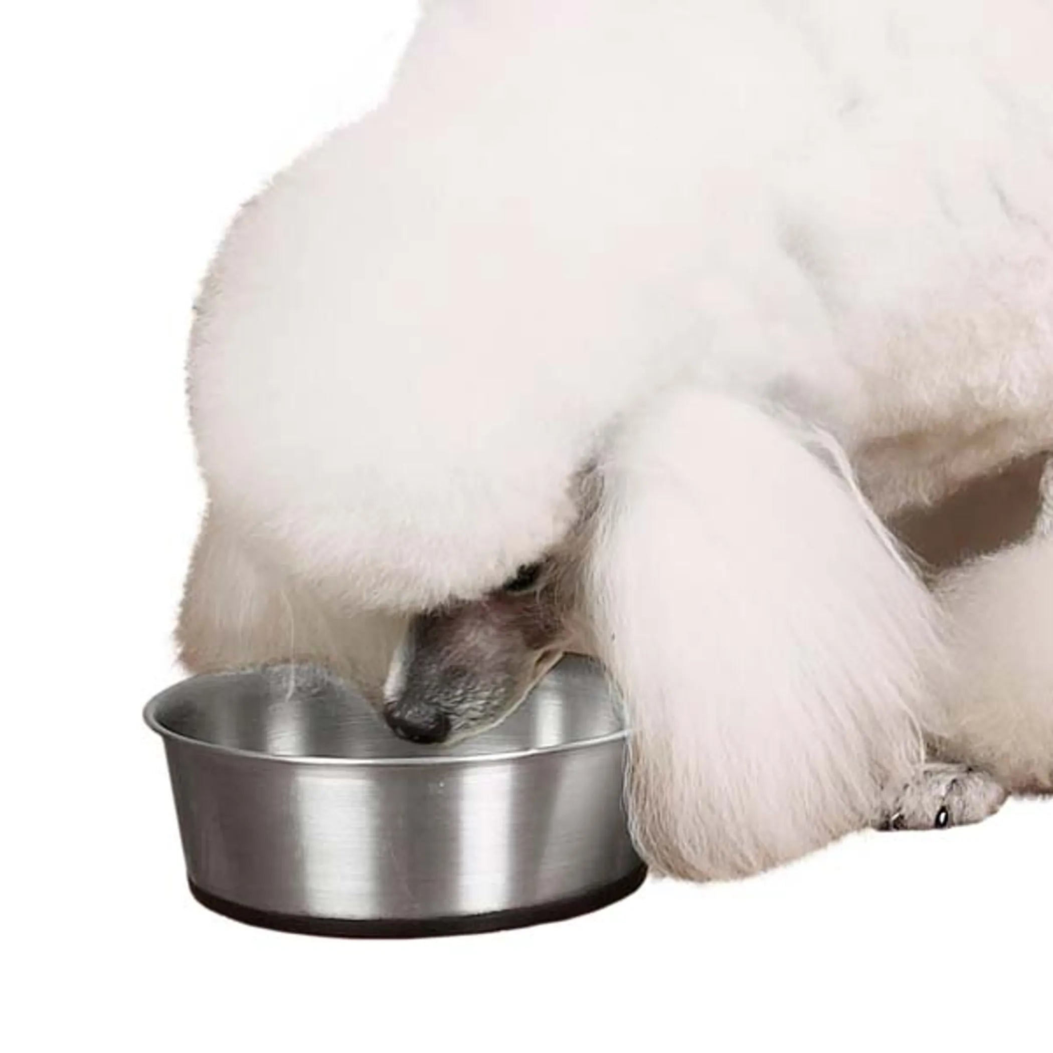 Proselect stainless steel pet bowl with 16oz capacity and silicone base, ideal for dogs or cats, durable and easy to clean.