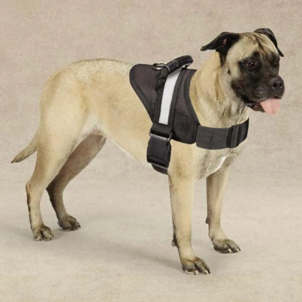 Guardian Gear dog harness in black, adjustable excursion harness for medium to large dogs, size 36-46 inches, with padded straps.