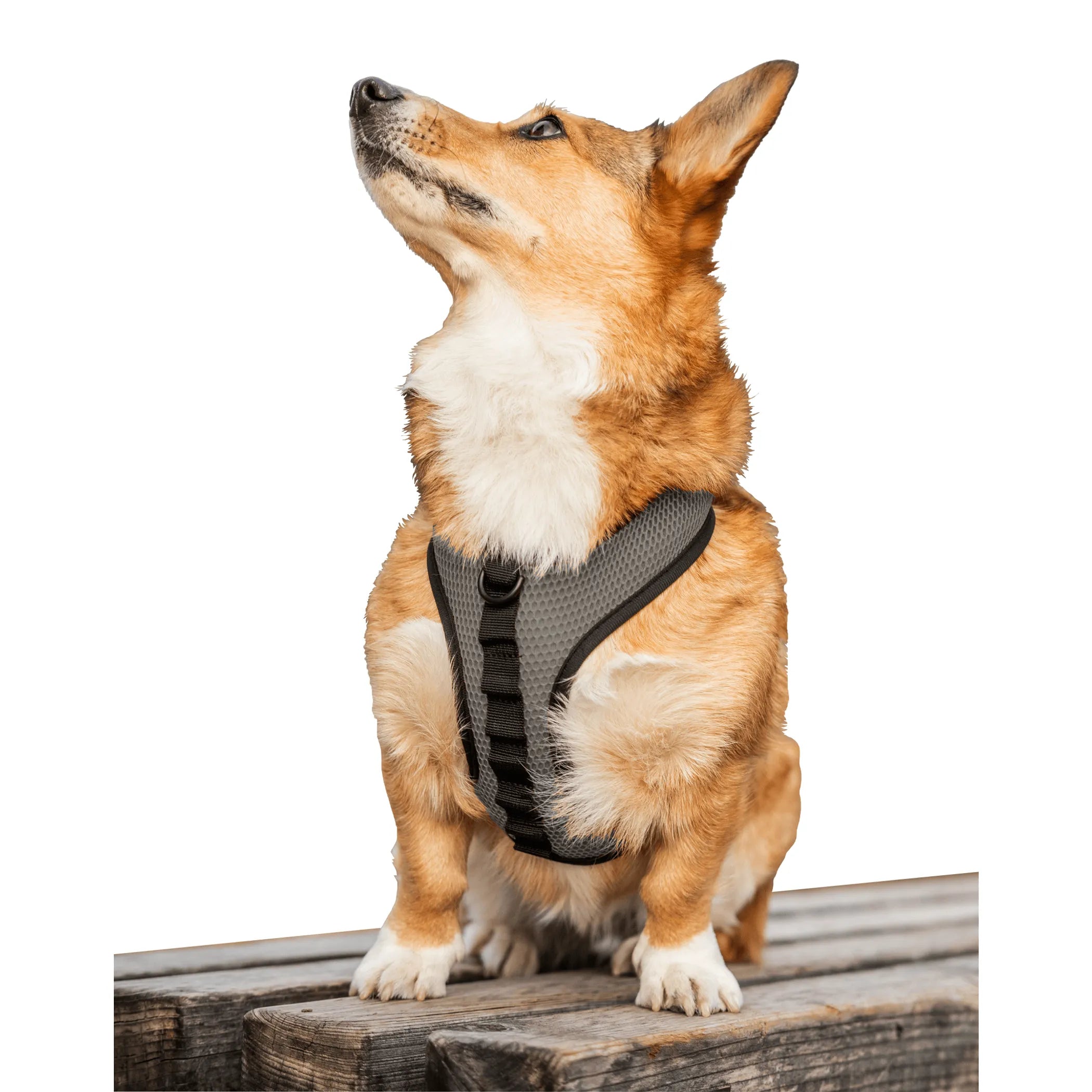 K9 Sport Harness for dogs, featuring adjustable straps and padded chest support, by K9 Sport Sack.