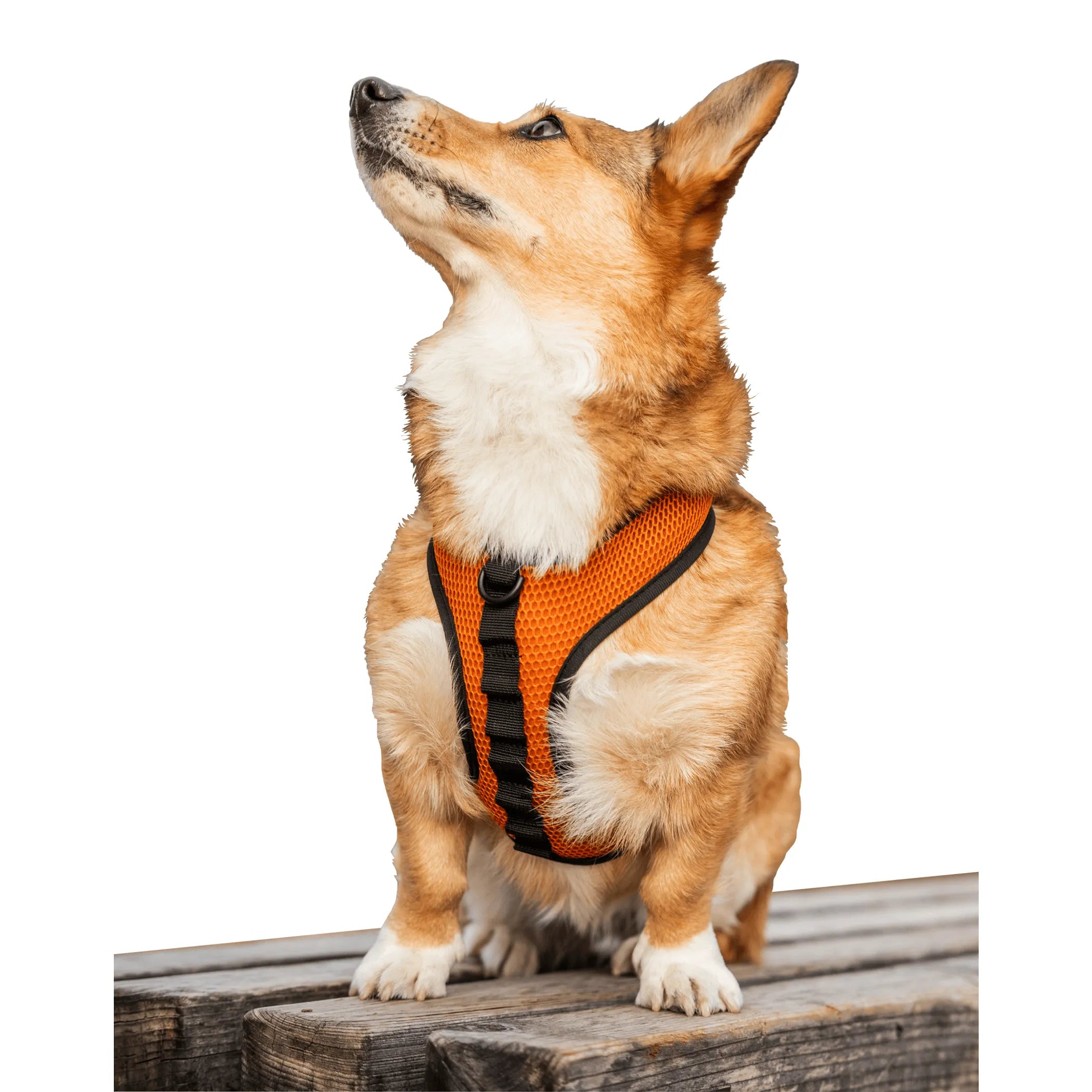 K9 Sport Harness by K9 Sport Sack, adjustable black dog harness with padded straps for outdoor activity and secure fit.