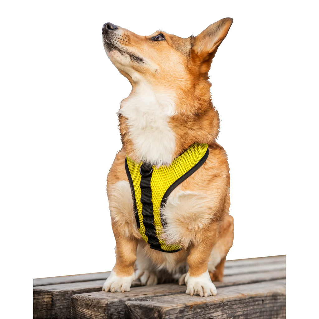K9 Sport Sack dog harness with adjustable straps and breathable material, designed for active pets and outdoor adventures.