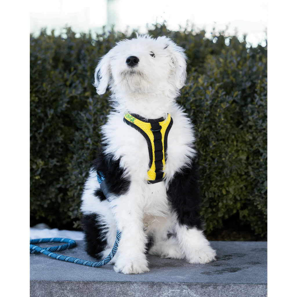 K9 Sport Harness for dogs, black adjustable dog harness with padded straps from K9 Sport Sack, designed for outdoor activities and walking.