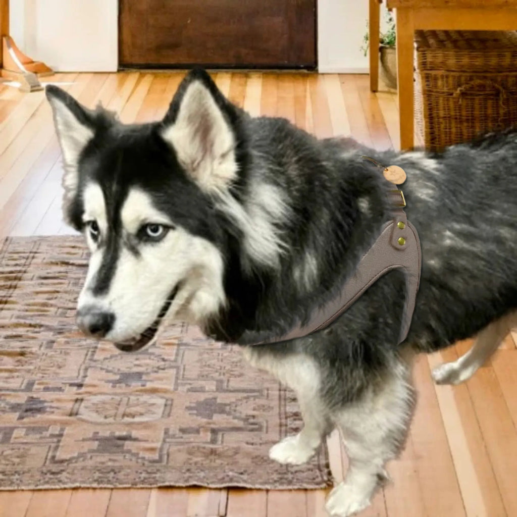 PoisePup Desert Mint pet harness with adjustable straps and breathable material, designed for comfortable dog walks.