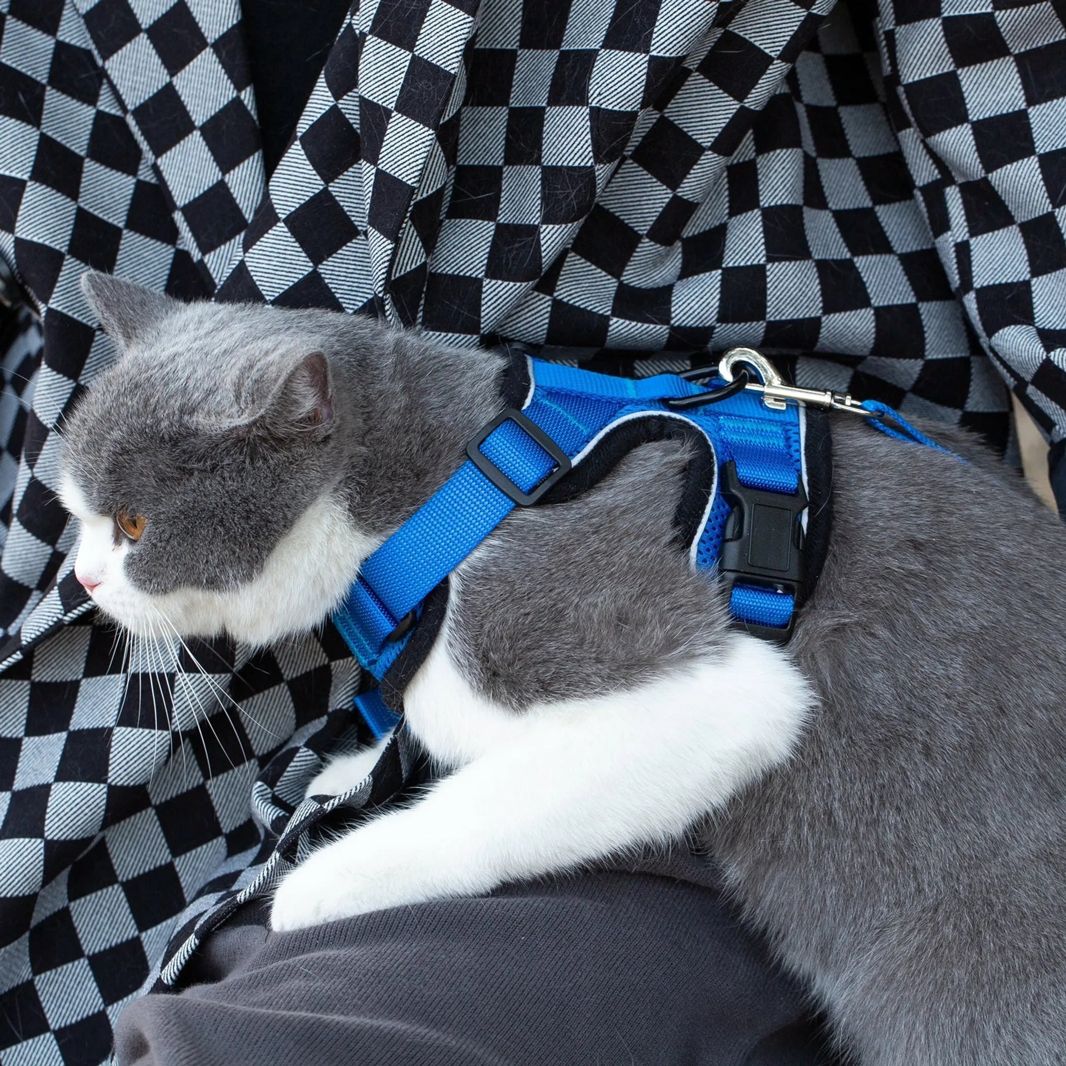 Reflective cat harness with matching leash from Mr. Peanut's PurrTrek collection, showing adjustable straps and safety features.