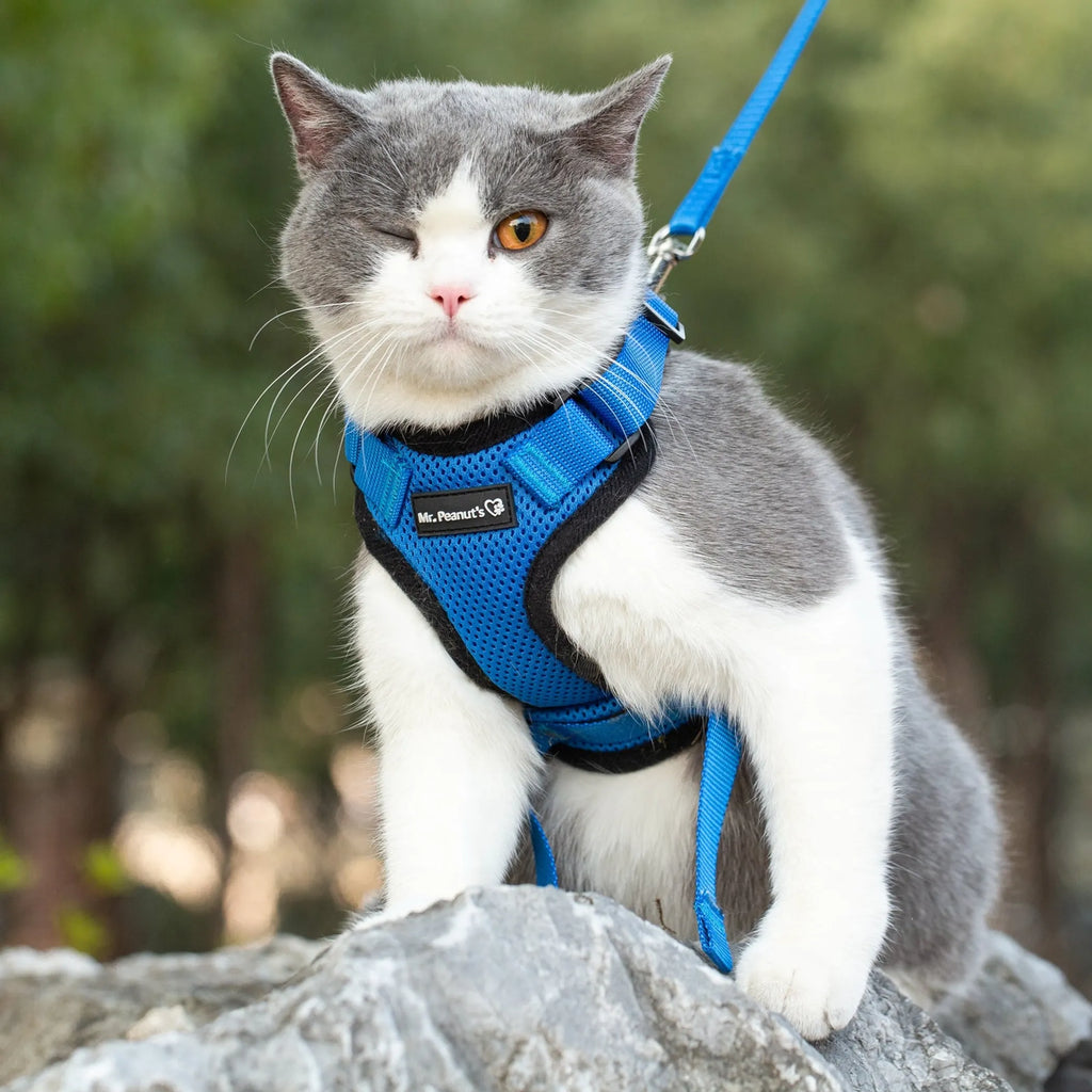 Reflective Mr. Peanut's PurrTrek cat harness with matching leash, adjustable, comfortable, and designed for safe outdoor walks.