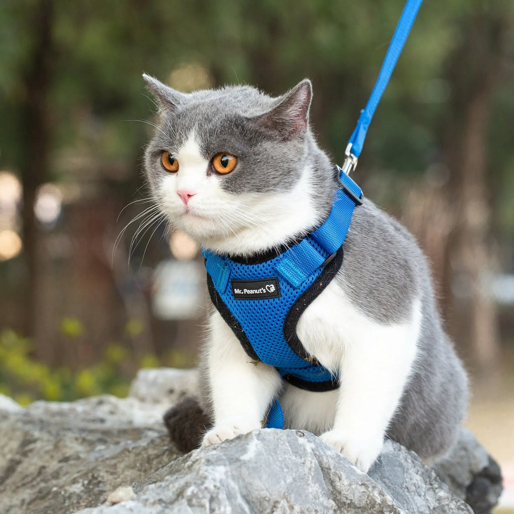 Reflective Mr. Peanut's PurrTrek cat harness with matching leash, featuring adjustable straps and secure buckle for safe outdoor walks.
