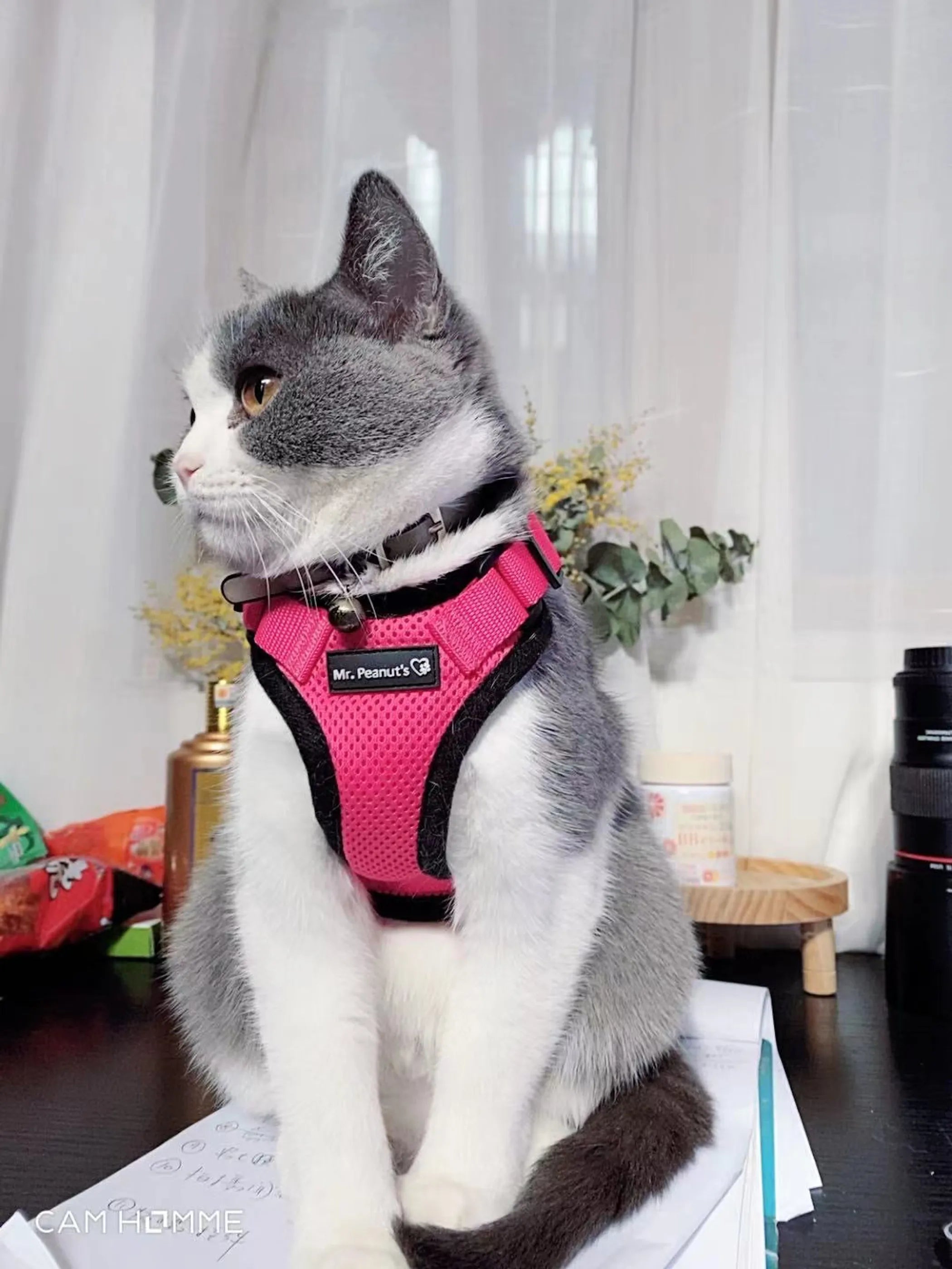 Reflective Mr. Peanut's PurrTrek cat harness with matching leash, featuring adjustable straps and secure clip for comfortable outdoor walks.