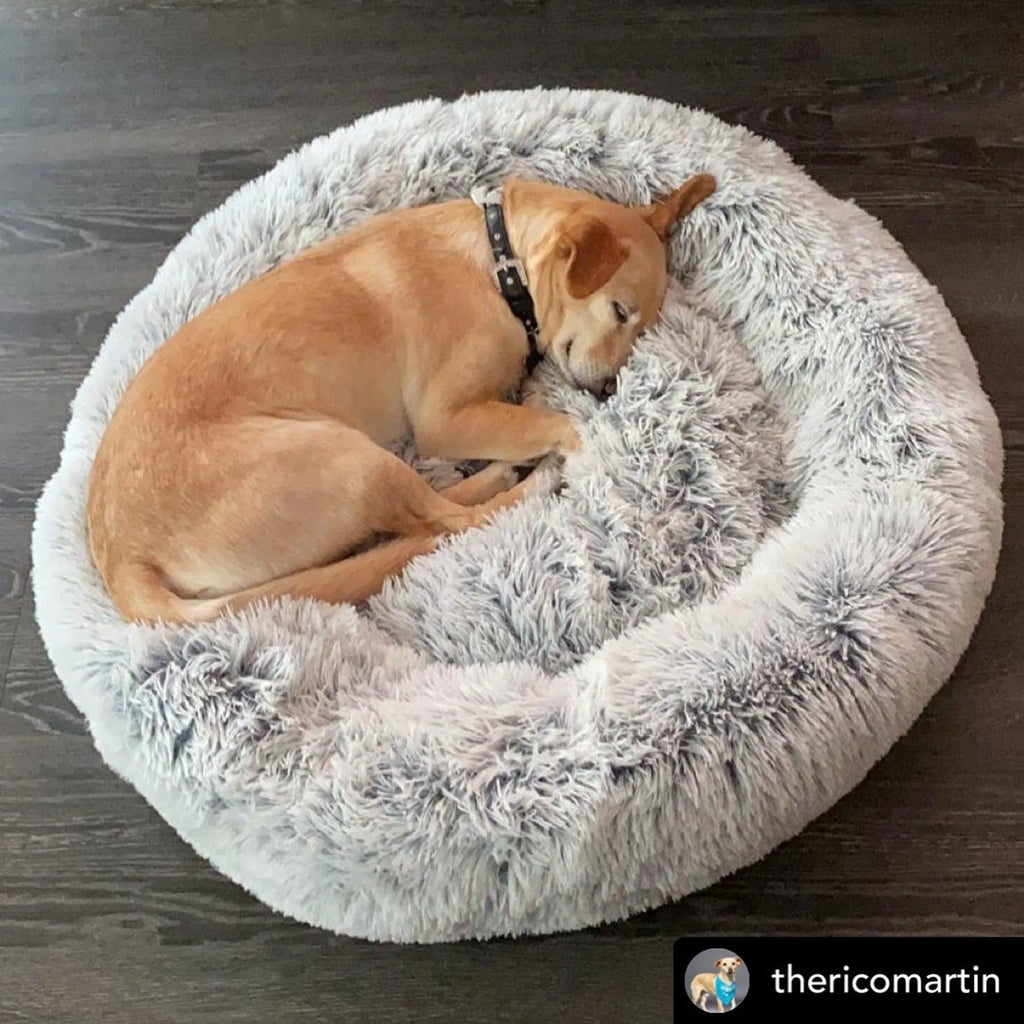 Mr. Peanut's OrthoPlush dog bed with soft, plush fabric and raised edges for comfort and support for small to medium dogs.