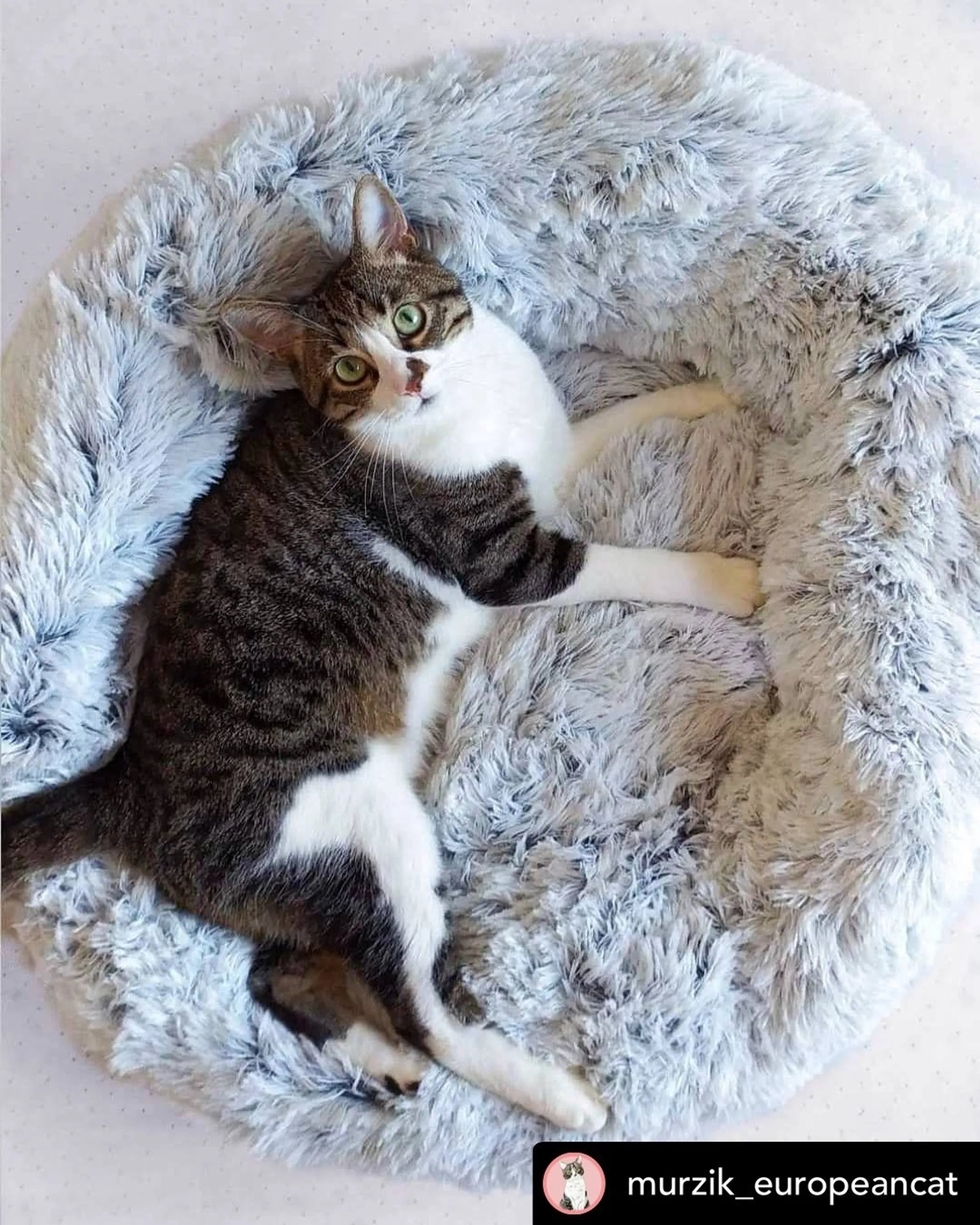 Soft plush dog bed from Mr. Peanut's OrthoPlush collection, featuring a cozy, cushioned surface for comfortable pet rest.