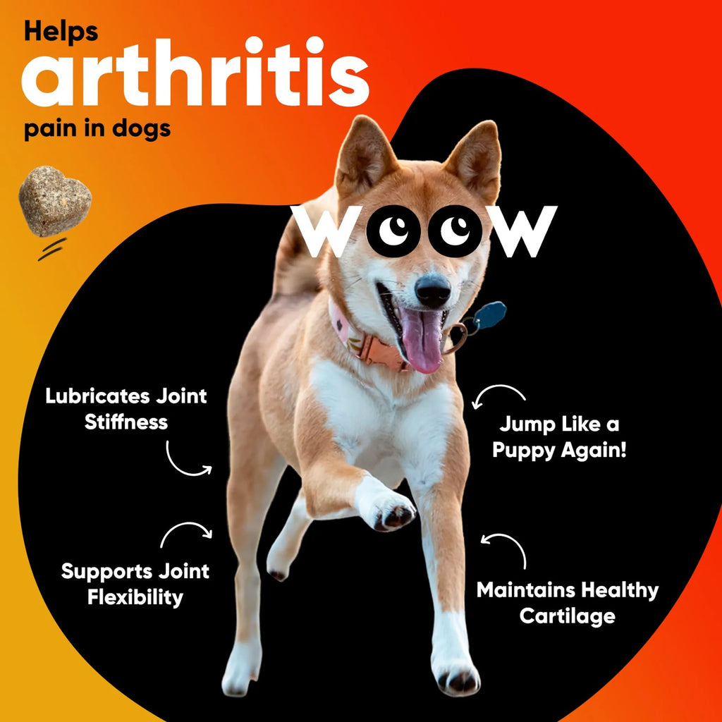 DR WOOW Hip and Joint Support Soft Chews for dogs, showing the chew treats in a natural setting.