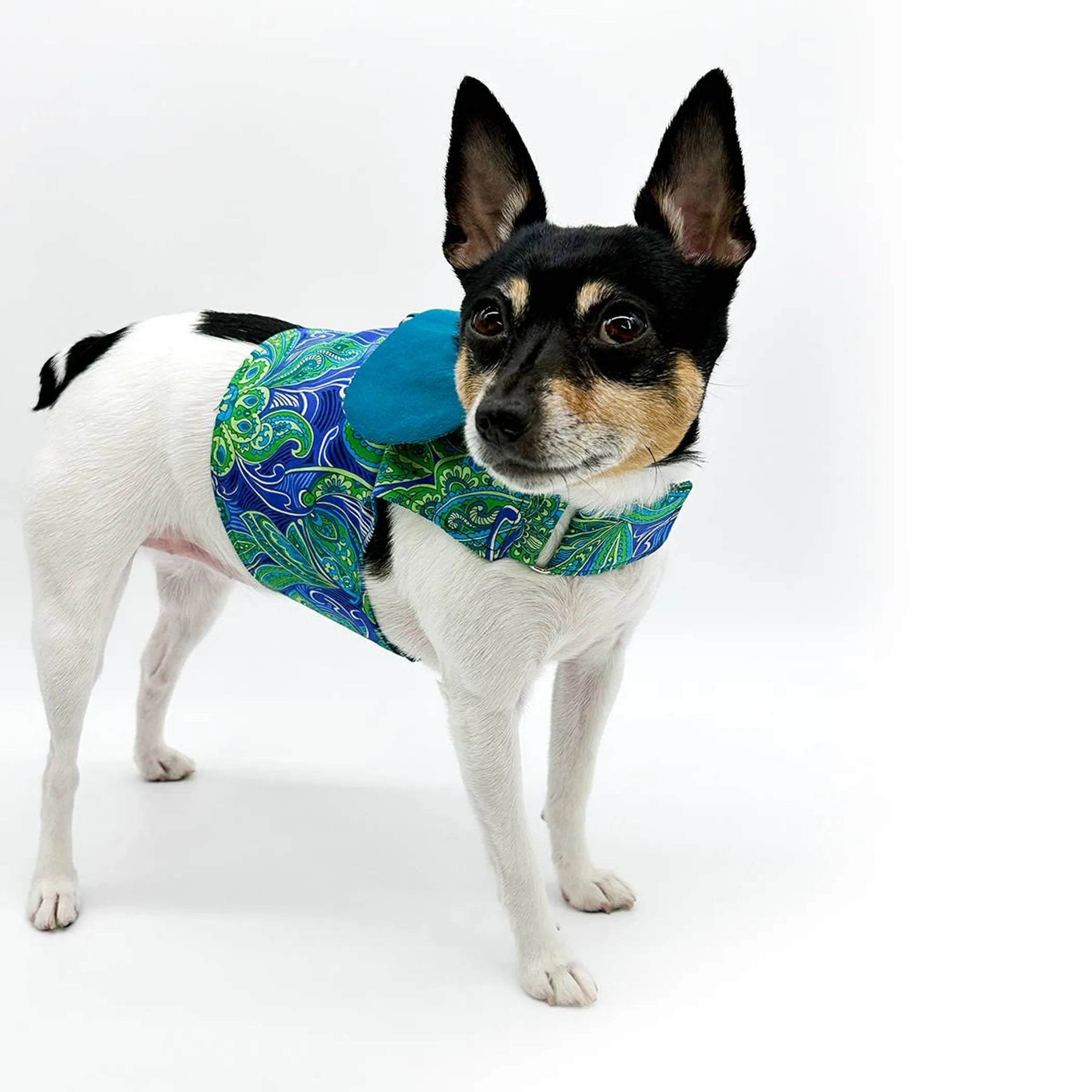 DoggieCoutureNY Pretty in Paisley vest-style harness on a small dog, featuring colorful paisley pattern and adjustable straps.