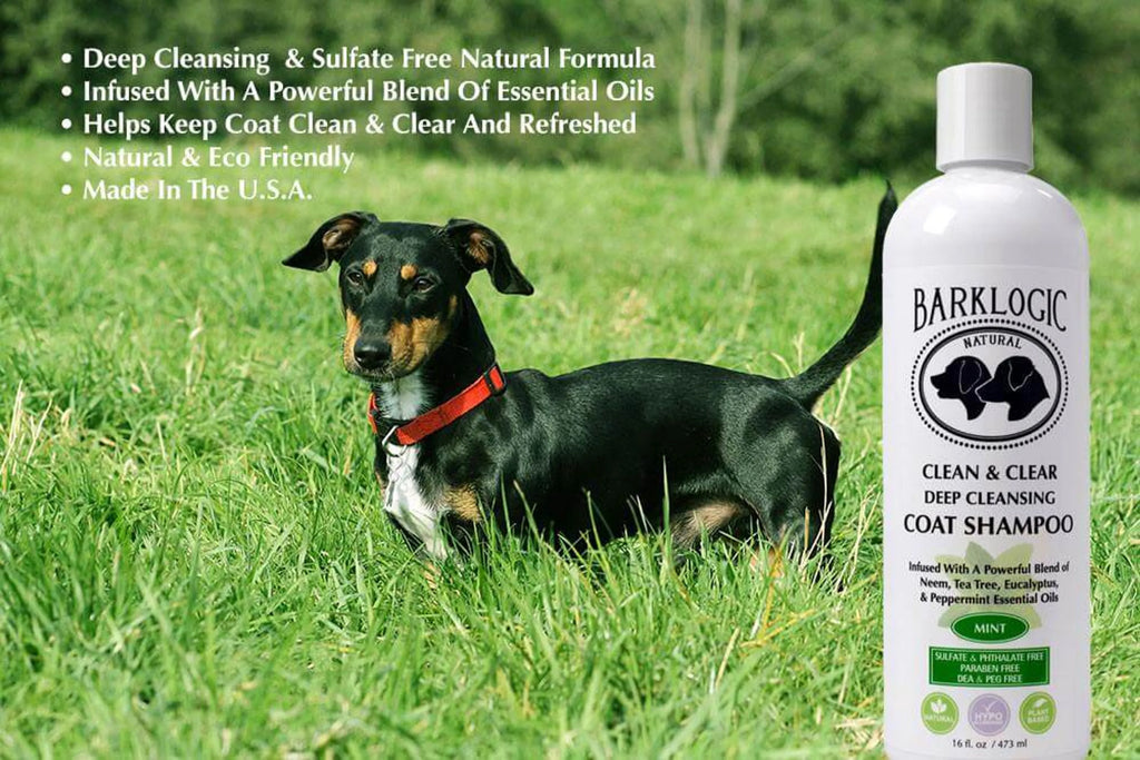 Pet dog with shiny coat, showcasing BarkLogic Clean & Clear Deep Cleansing Coat Shampoo from Logic Products in a pet grooming setting.