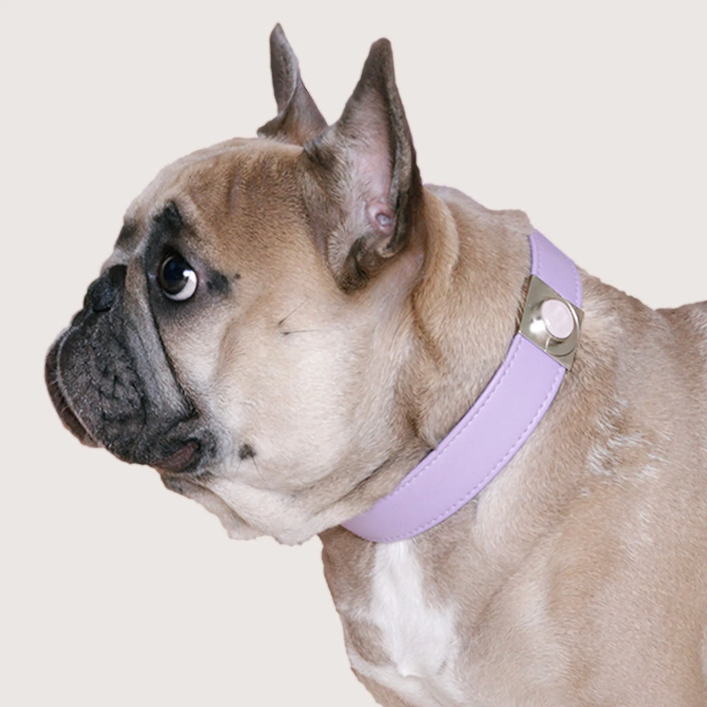 Lavender and rose pet collar charm set from DIPHDA featuring floral accents and decorative charms for small pets.
