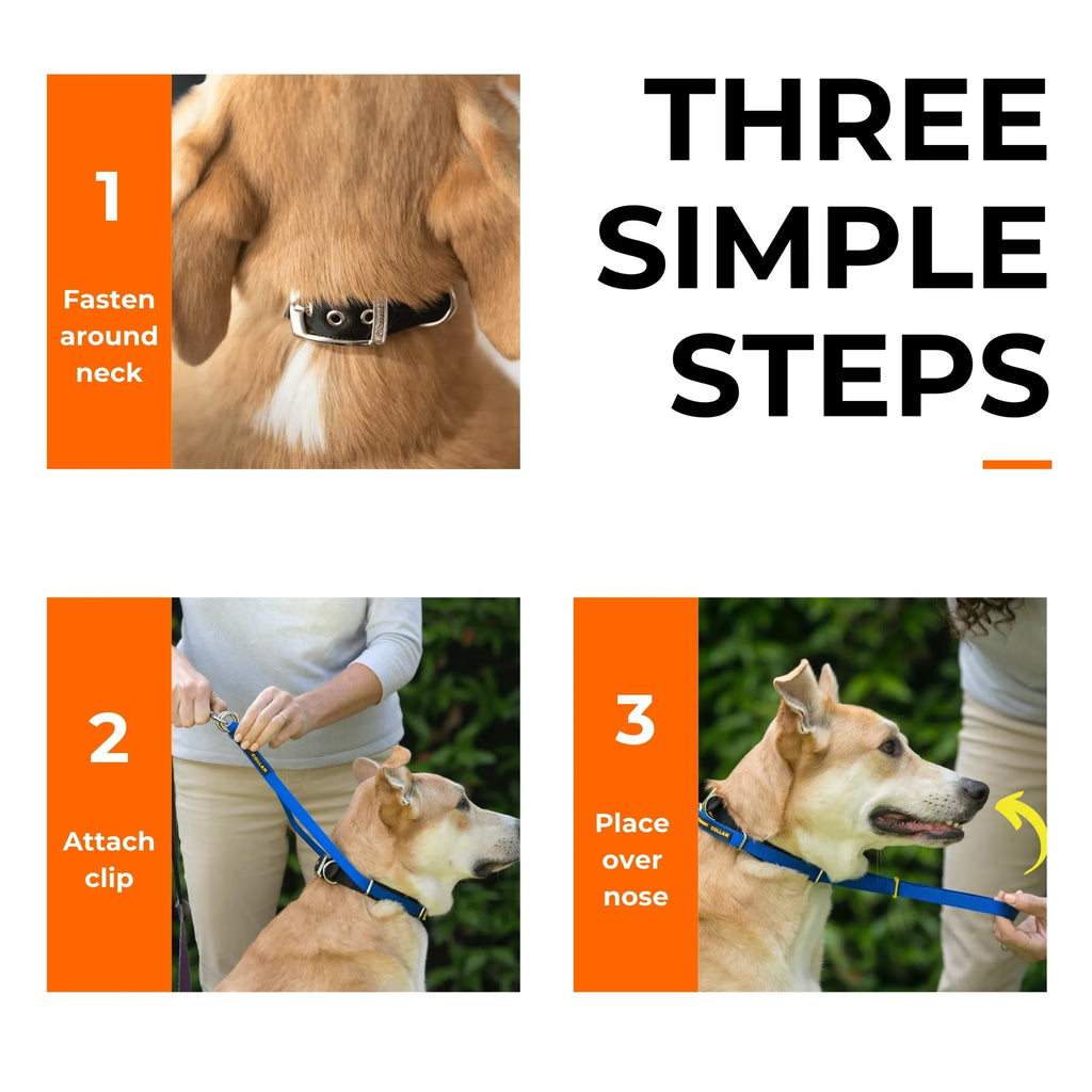 CannyCo America no-pull dog head collar, gentle and humane leash training aid, showing the adjustable dog head collar on a dog.