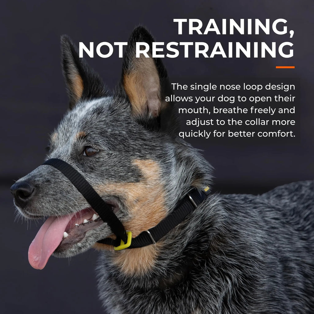 CannyCo America no-pull dog head collar with adjustable straps, designed for gentle leash training and control.