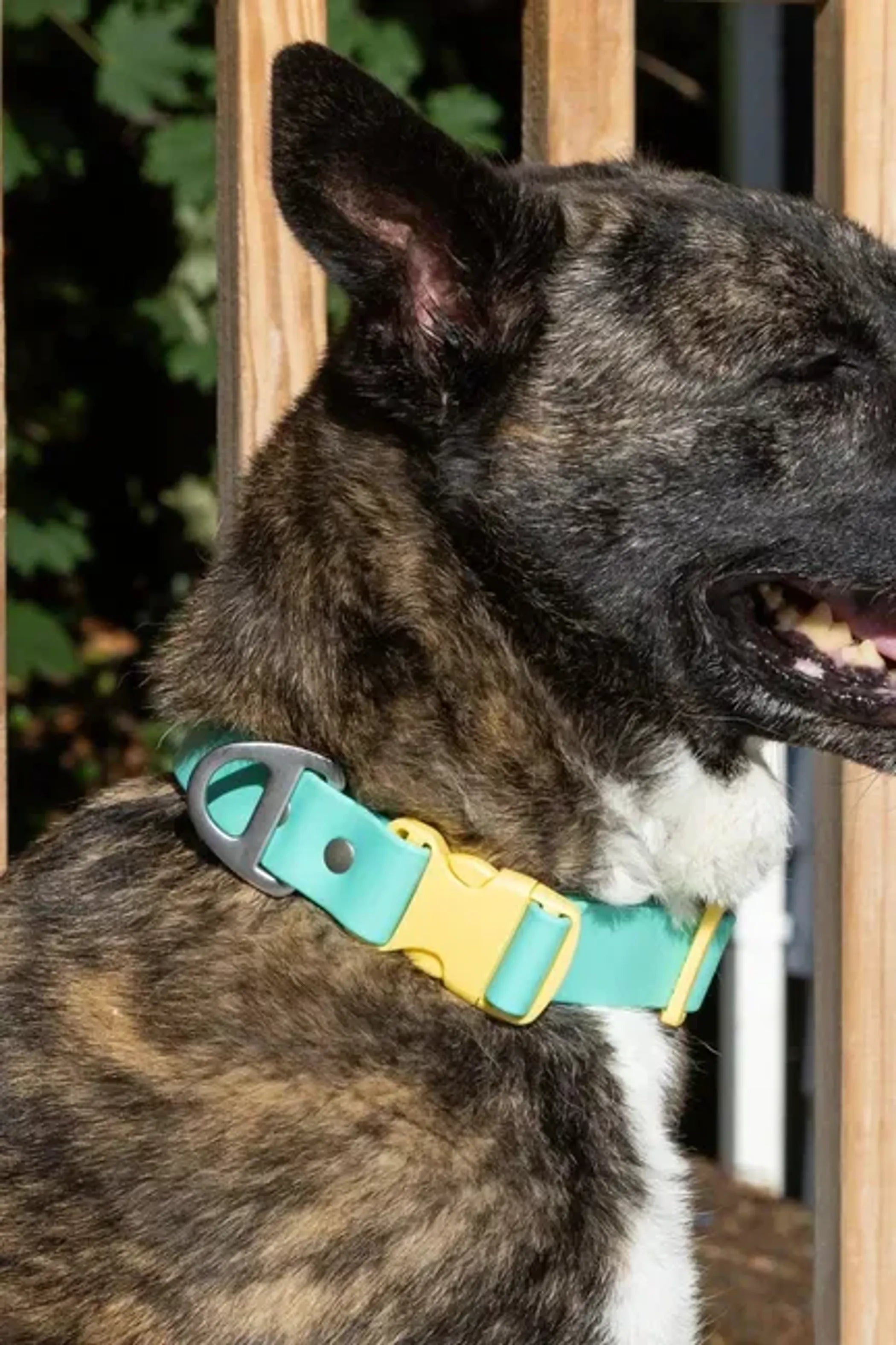 Colorful Island Vibes waterproof dog collar by Aria the Fox featuring tropical patterns on durable nylon for outdoor adventures.