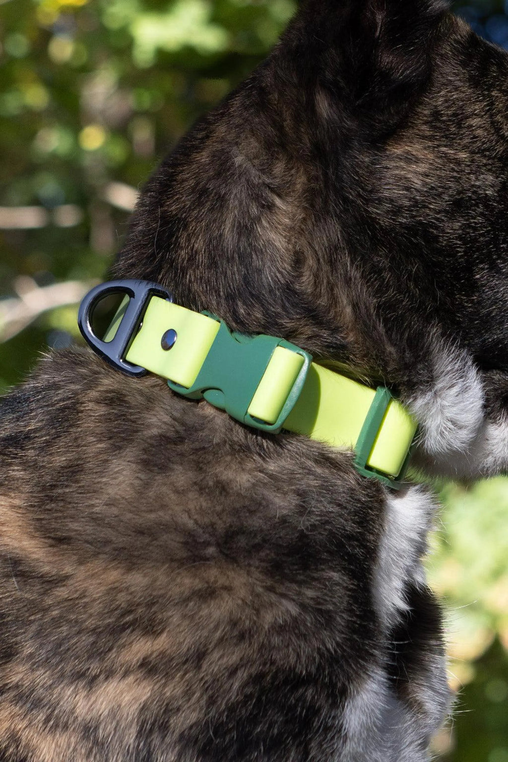 Mossy Pine waterproof dog collar from Aria the Fox featuring a green pine tree pattern on durable nylon.