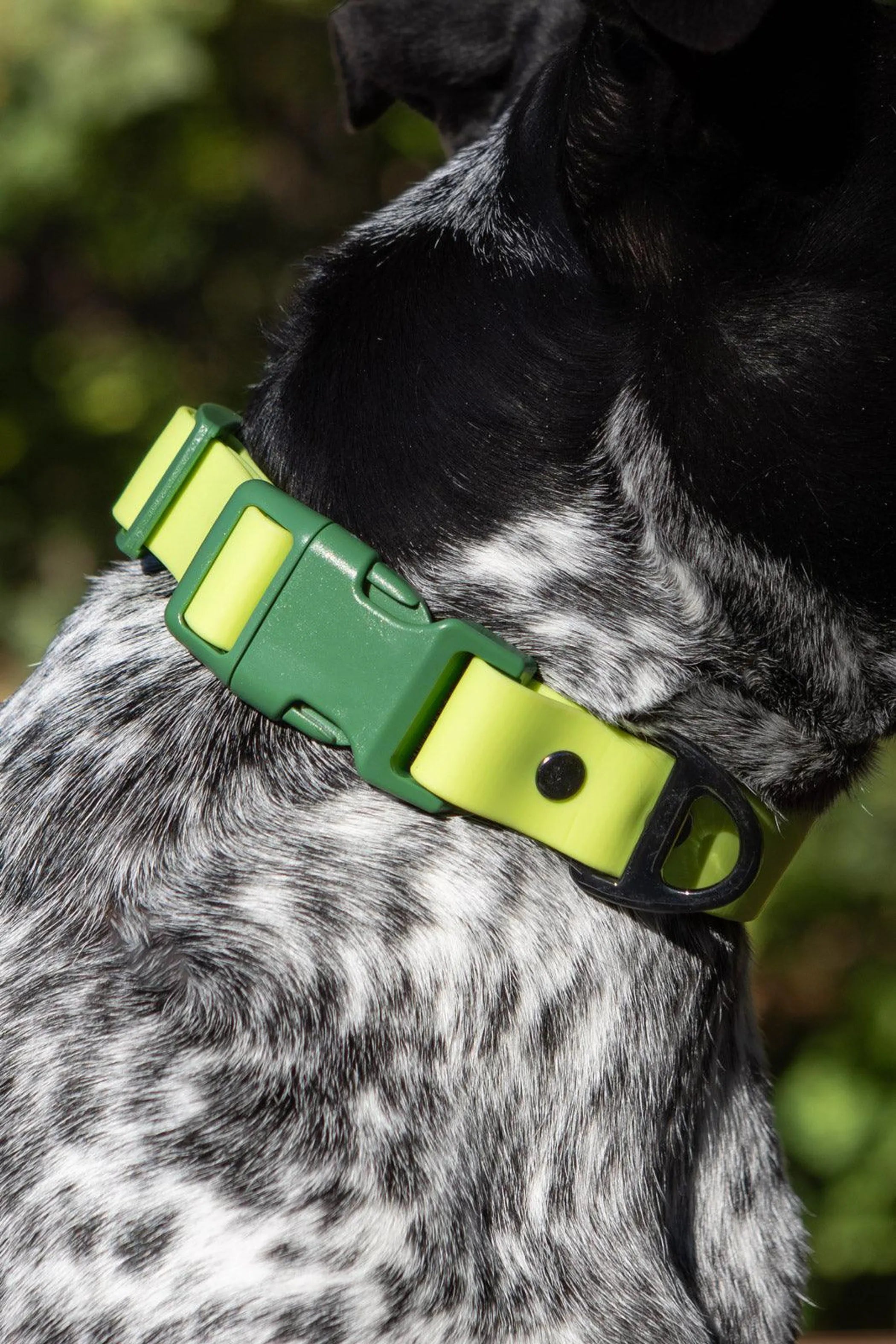 Mossy Pine waterproof dog collar by Aria the Fox featuring a green and brown pine pattern on durable nylon material.