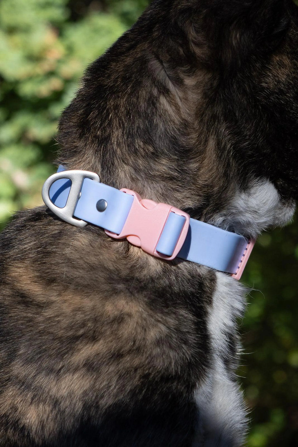 Blue Sky Orchid waterproof dog collar from Aria the Fox, featuring a vibrant floral design and adjustable strap.