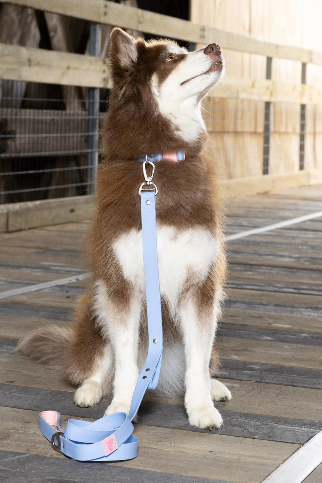 Blue Sky Orchid waterproof dog collar by Aria the Fox featuring a vibrant floral design on durable nylon.