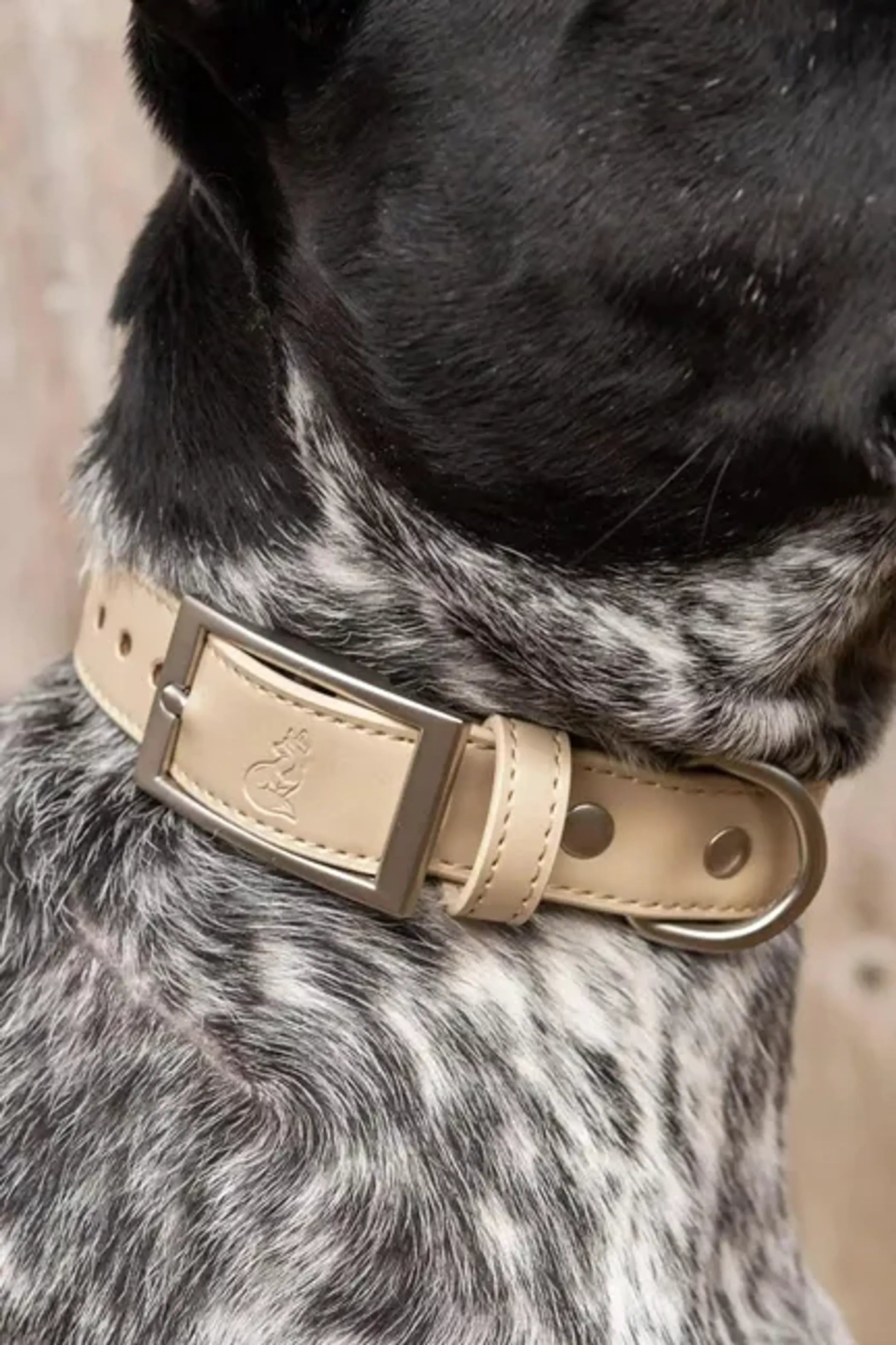 Vegan leather Champagne Fizz dog collar by Aria the Fox featuring a stylish, adjustable design for small to medium dogs.