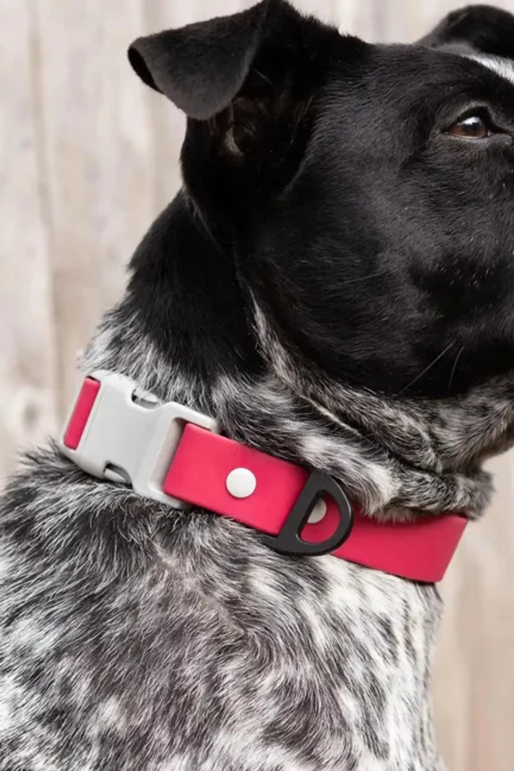 Red Mountain Syrah waterproof dog collar by Aria the Fox with adjustable strap and sturdy buckle on a dog.