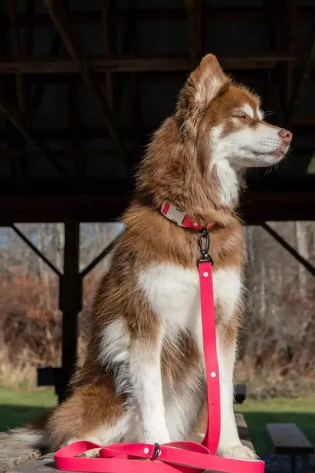 Red Mountain Syrah waterproof dog collar by Aria the Fox with adjustable strap and metal buckle for dogs.