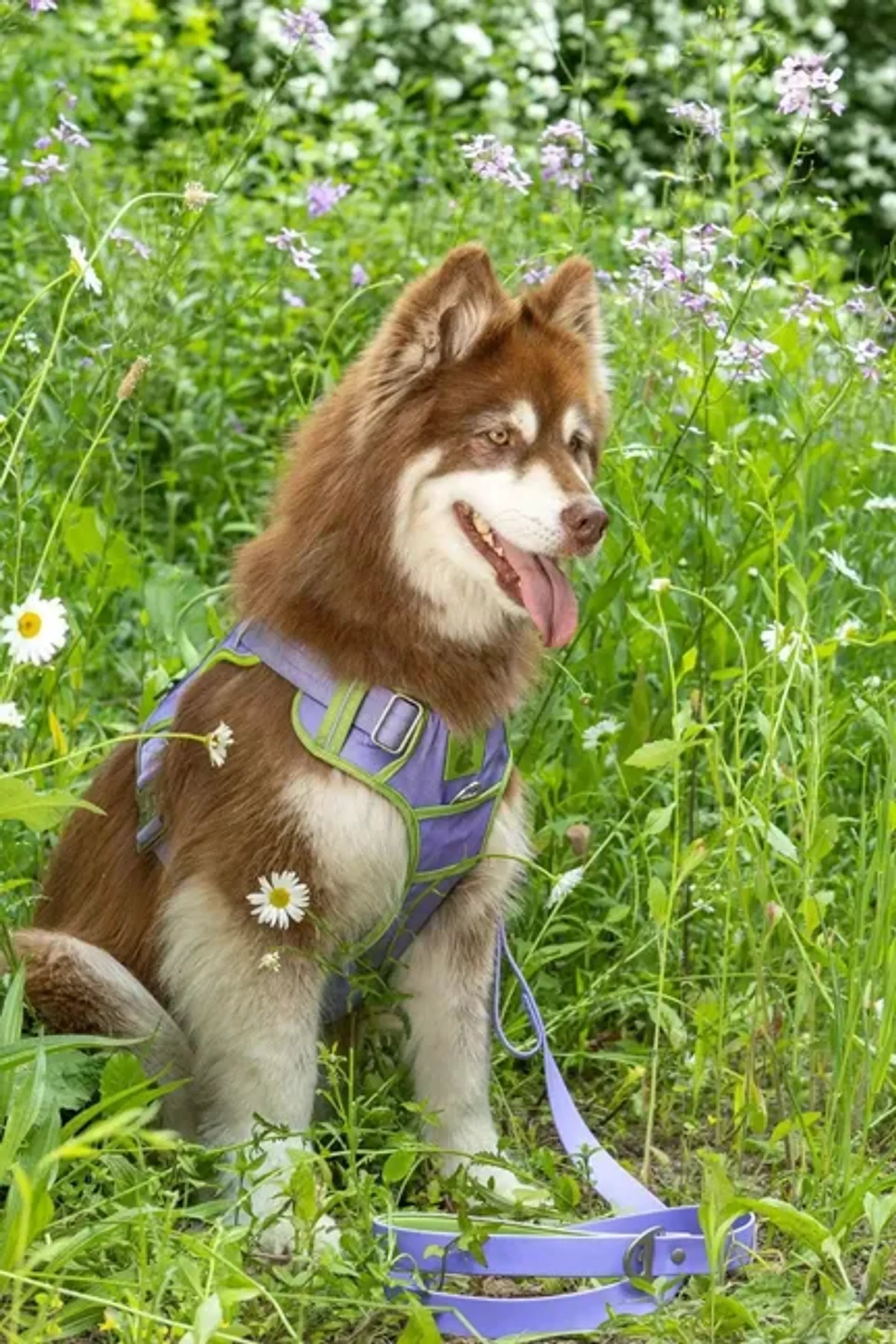Lavender Garden ultimate dog harness by Aria the Fox, soft adjustable harness with floral pattern for small and medium dogs.