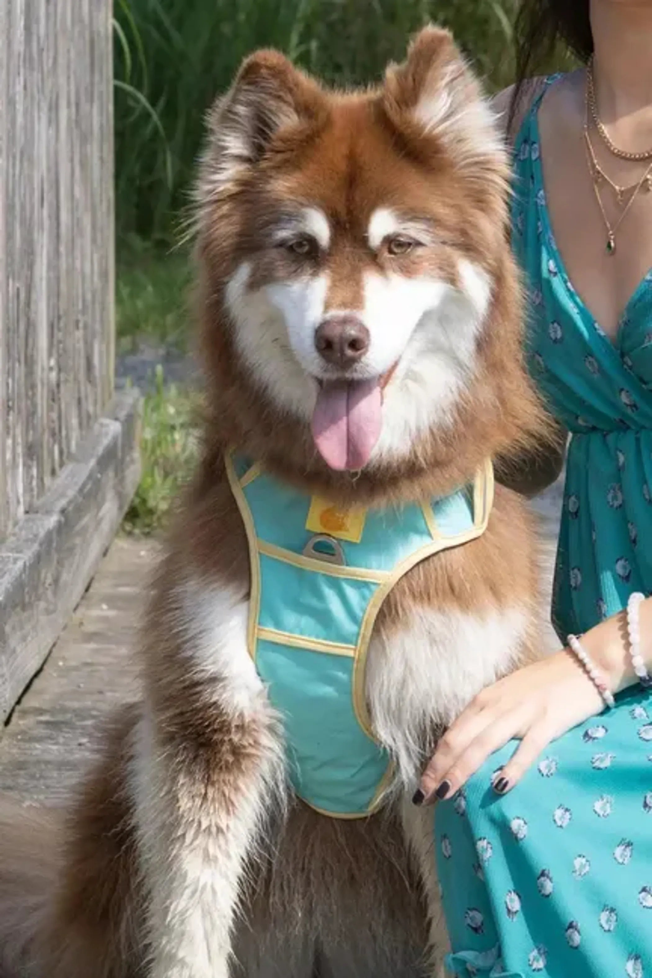 Aria the Fox Island Vibes Ultimate Dog Harness shown in black with adjustable straps and padded chest for comfort.