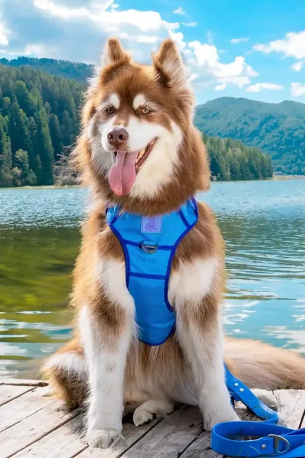 Aria the Fox Dockside Adventures Ultimate Dog Harness with adjustable straps and padded chest for comfortable fit.