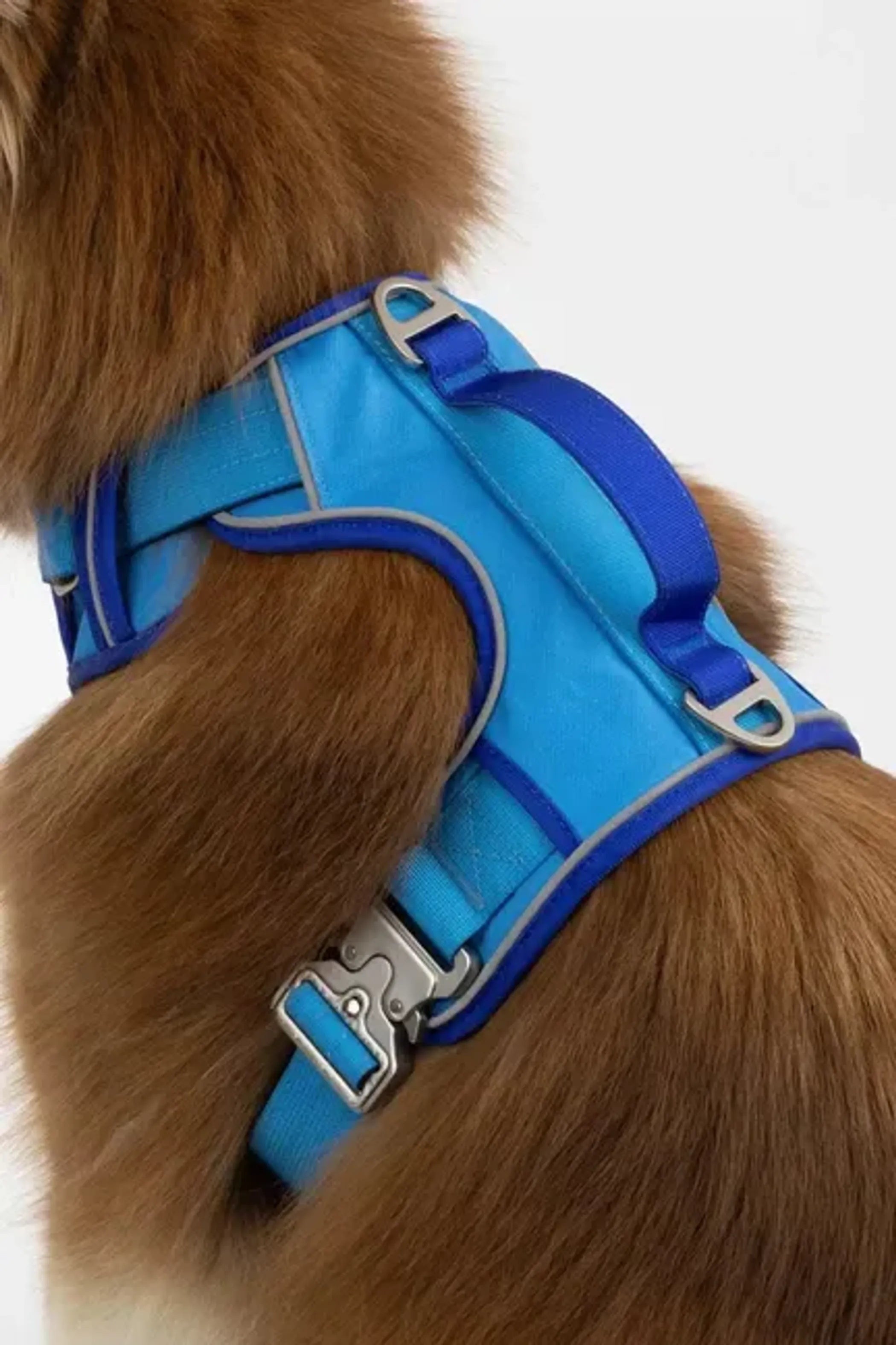 Aria the Fox Dockside Adventures Ultimate Dog Harness showing padded chest strap and adjustable straps for secure fit