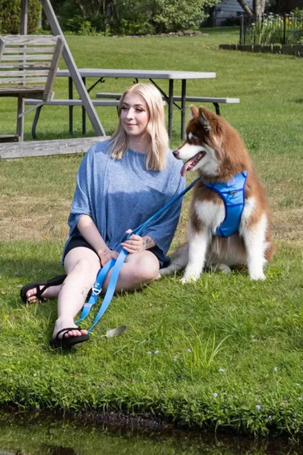 Aria the Fox Dockside Adventures Ultimate Dog Harness fitted on a dog, showcasing adjustable straps and secure fit.