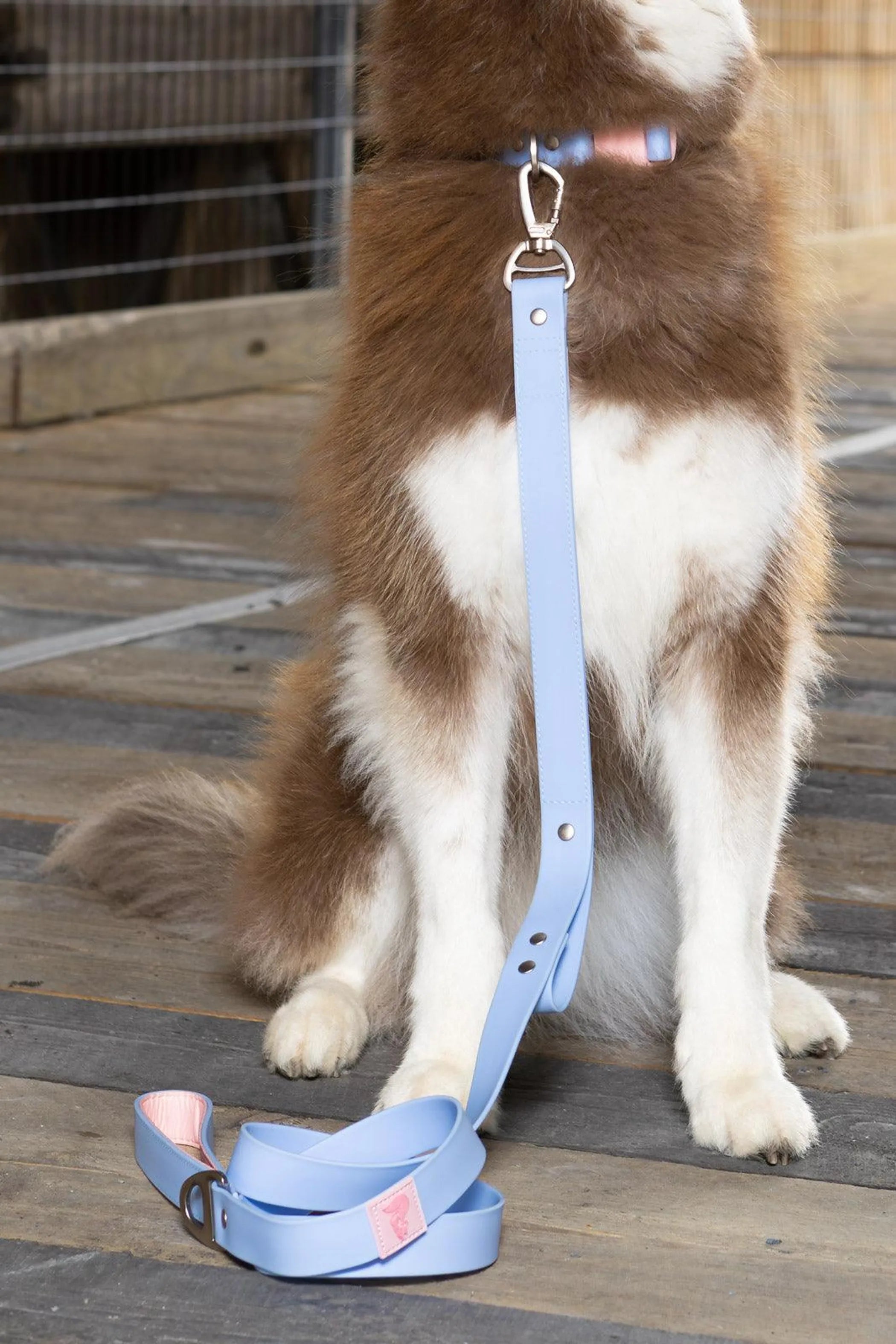 Blue Sky Orchid waterproof dog leash by Aria the Fox, featuring a durable design and vibrant blue and orchid colors.