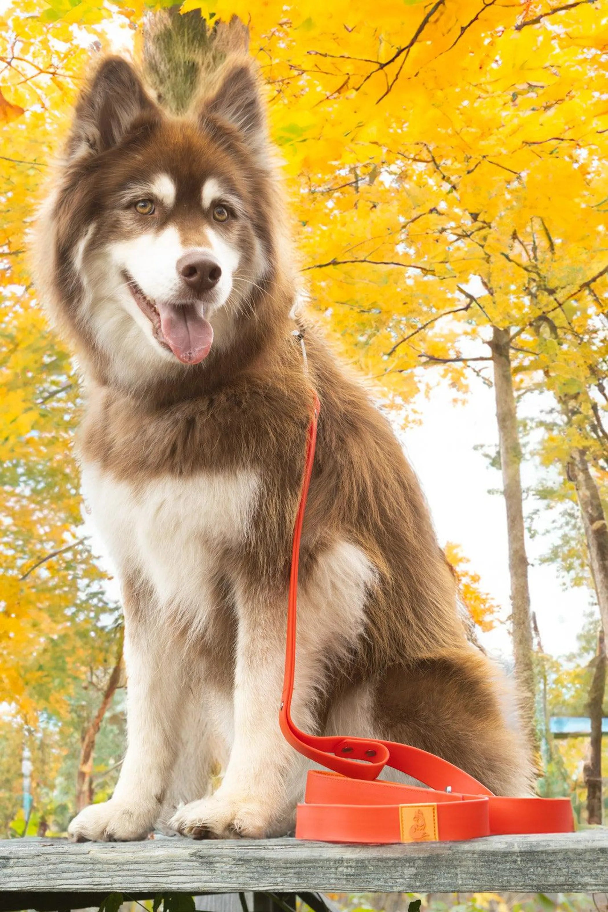 Scarlet Peaks waterproof dog leash by Aria the Fox, durable nylon strap with metal clasp for outdoor walks and training.