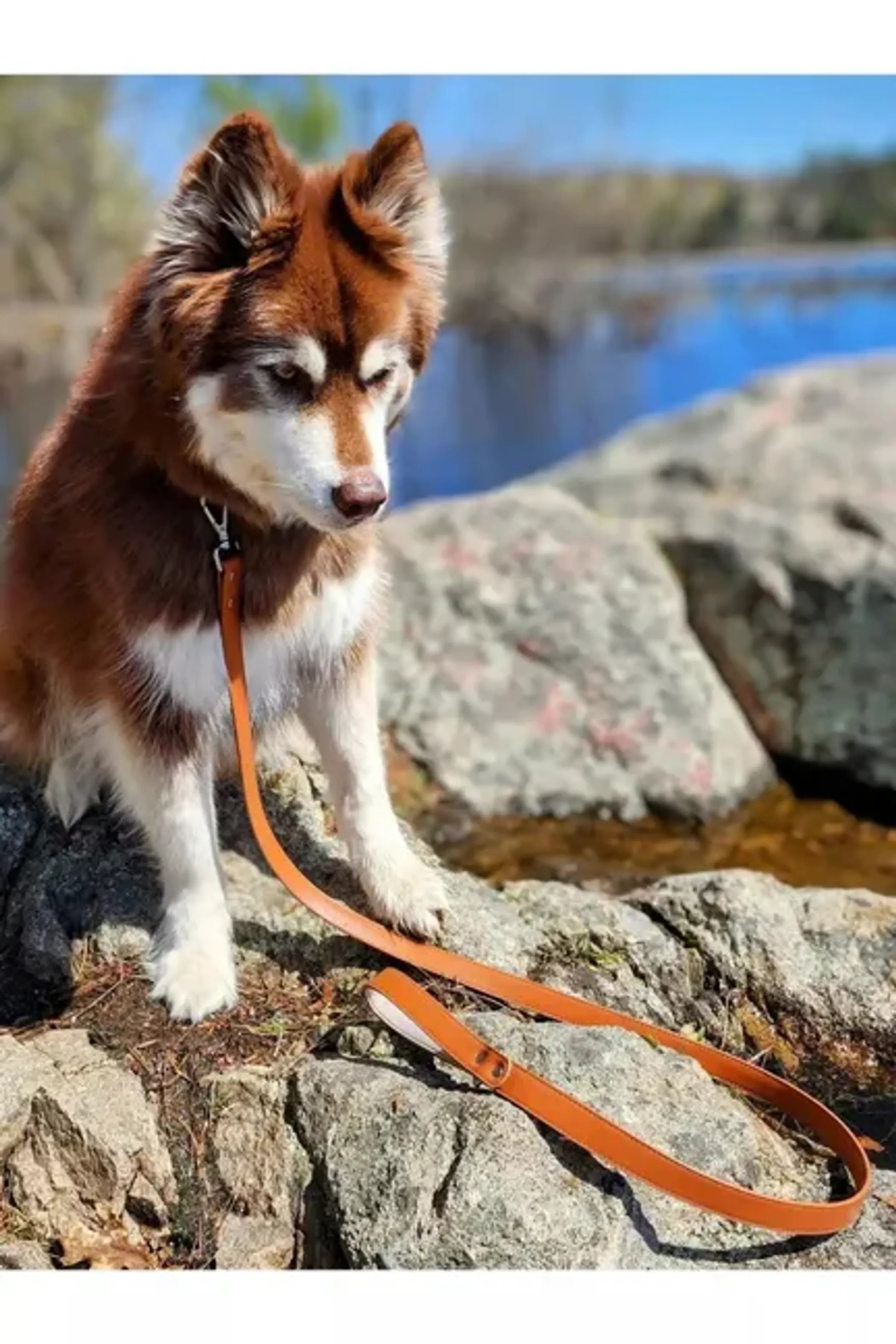 Aria the Fox Sierra Sunrise vegan leather dog leash with sturdy handle and metal clasp for walking your dog.