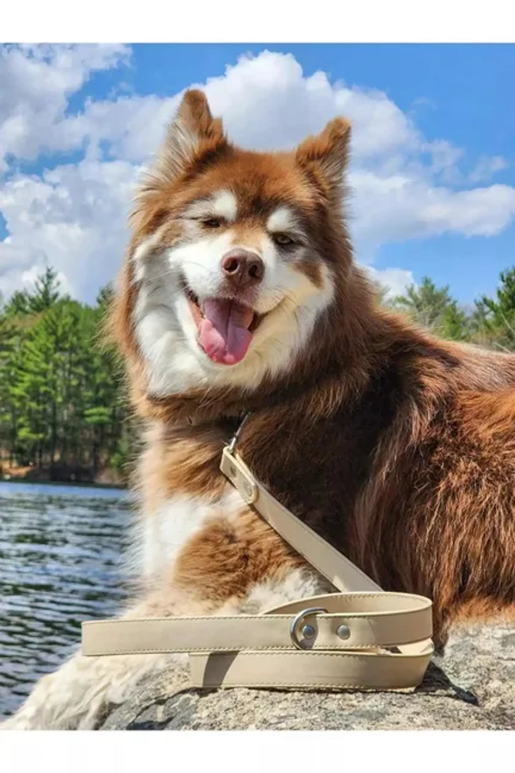 Vegan leather dog leash by Aria the Fox, Champagne Fizz color, durable and stylish with a metal clasp and padded handle.