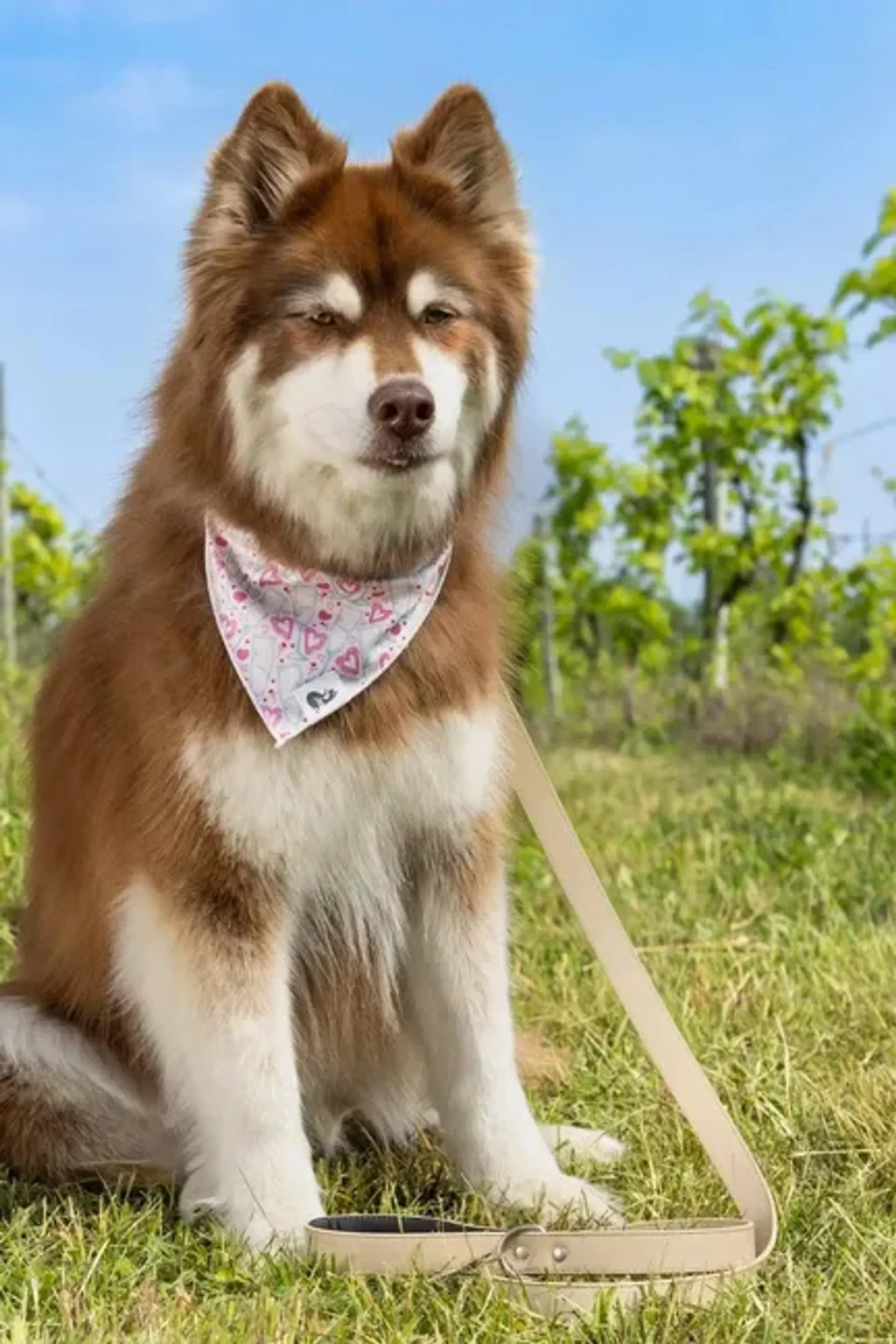 Vegan leather dog leash from Aria the Fox with a sleek champagne fizz color, designed for stylish and secure pet walks.