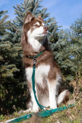 Aria the Fox Siberian Spruce waterproof dog leash with durable nylon material and metal clasp for secure walking.
