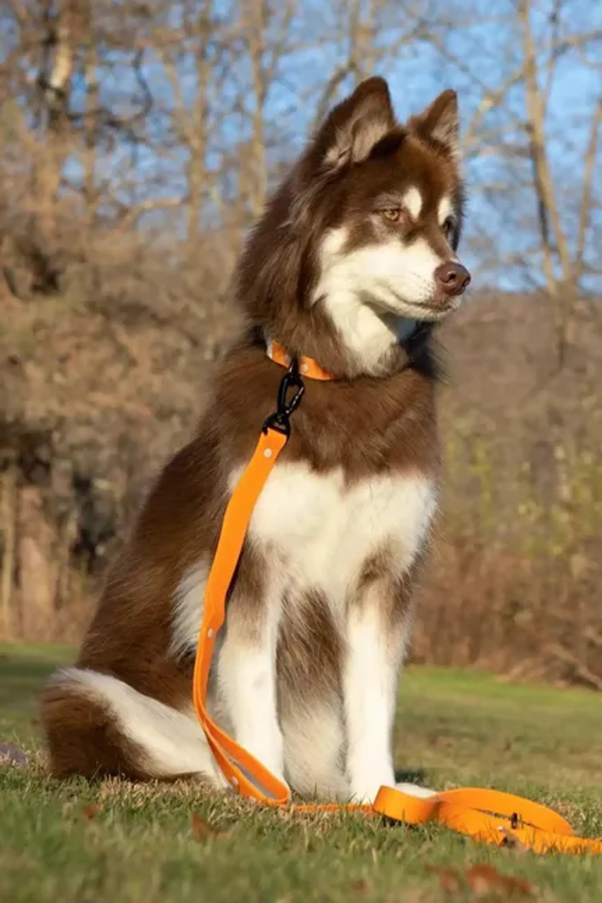 Crimson Glow waterproof dog leash by Aria the Fox, durable nylon with reflective accents for outdoor walks.