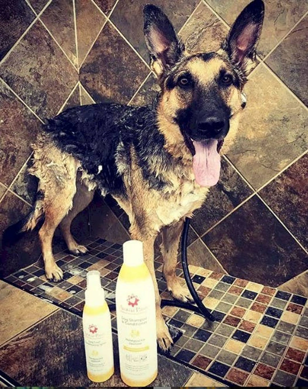 Aroma Paws 4.5 oz dog coat spray with honeysuckle and jasmine scent, pet grooming spray for freshening and conditioning a dog's coat.