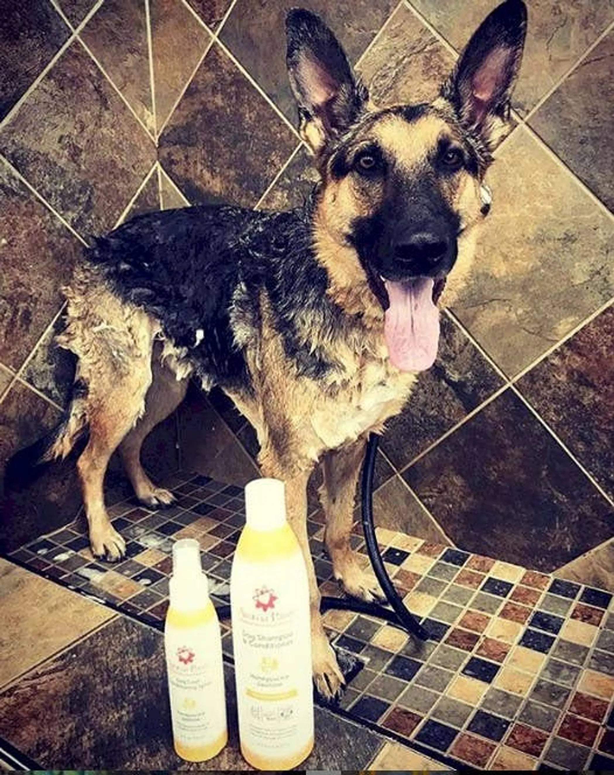 Aroma Paws 4.5 oz dog coat spray with honeysuckle and jasmine scent, pet grooming spray for freshening and conditioning a dog's coat.