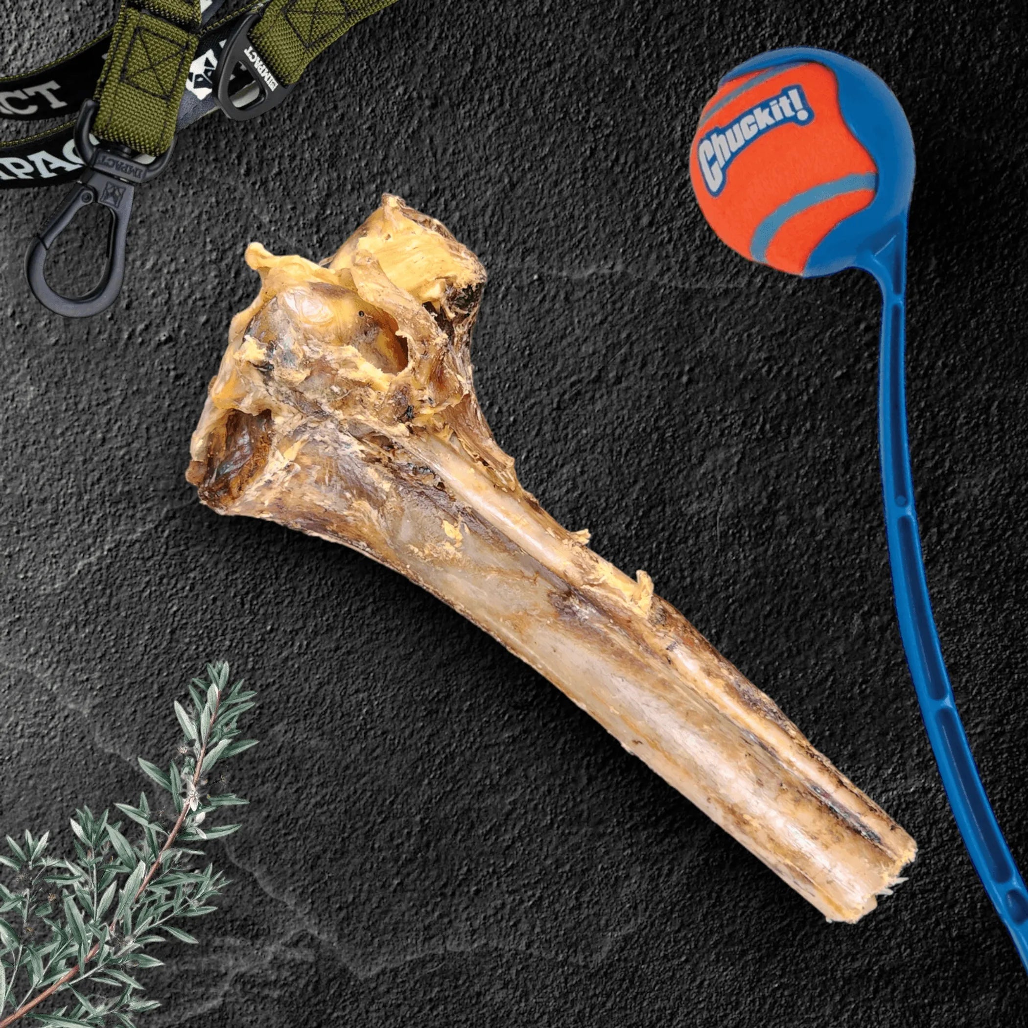 Large ostrich cane dog treat from Savannah Pet Food, showcasing a long-lasting chew suitable for medium to XL dogs.