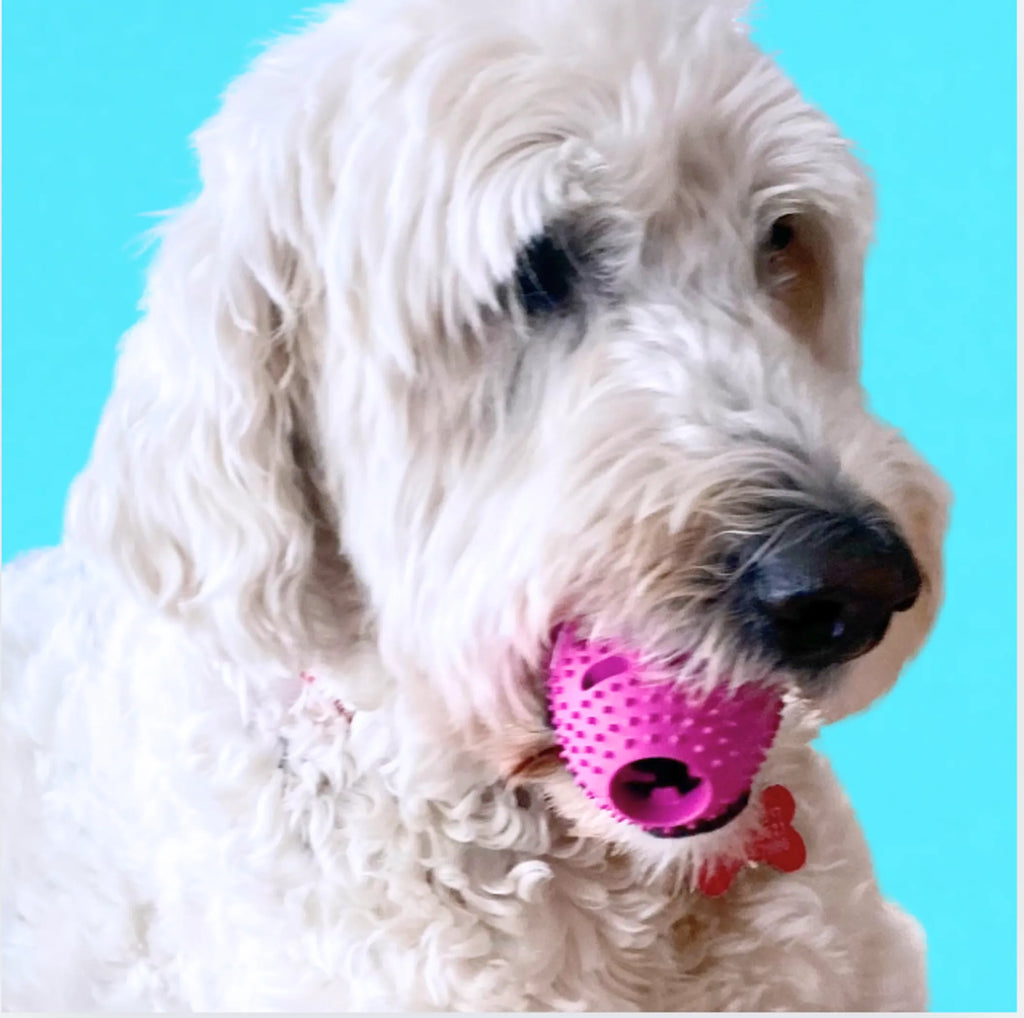 Chewmate Natural Rubber Football oral care toy for dogs, durable dental toy for cleaning teeth and gums.
