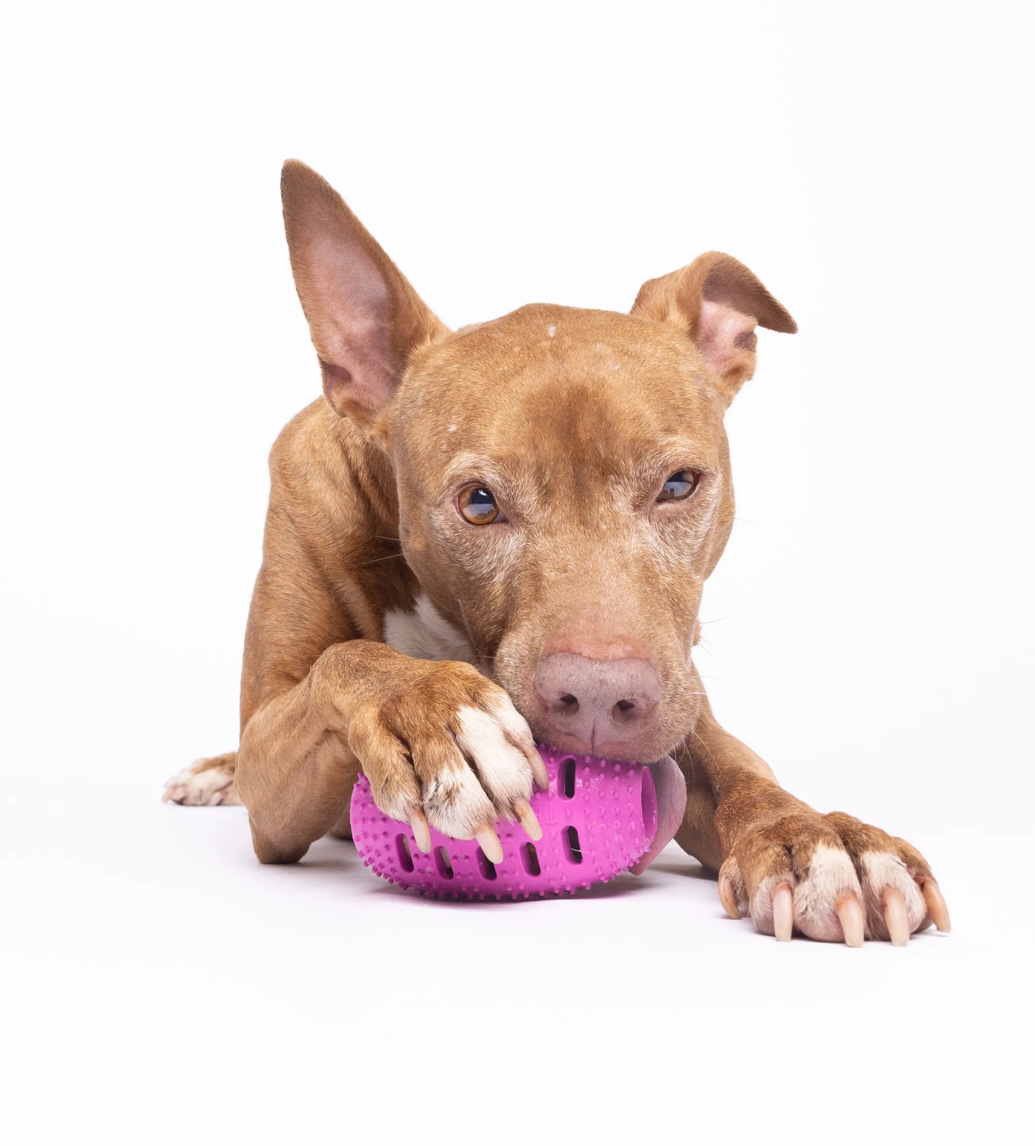 Chewmate Natural Rubber Football Dental Care Toy for dogs, featuring textured surface for chewing and oral hygiene.