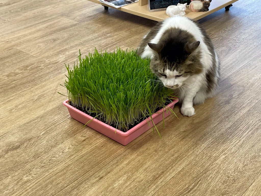 Mom's Indoor Cat cat grass tray with fresh cat treats, featuring green grass in a tray, designed for indoor cats.
