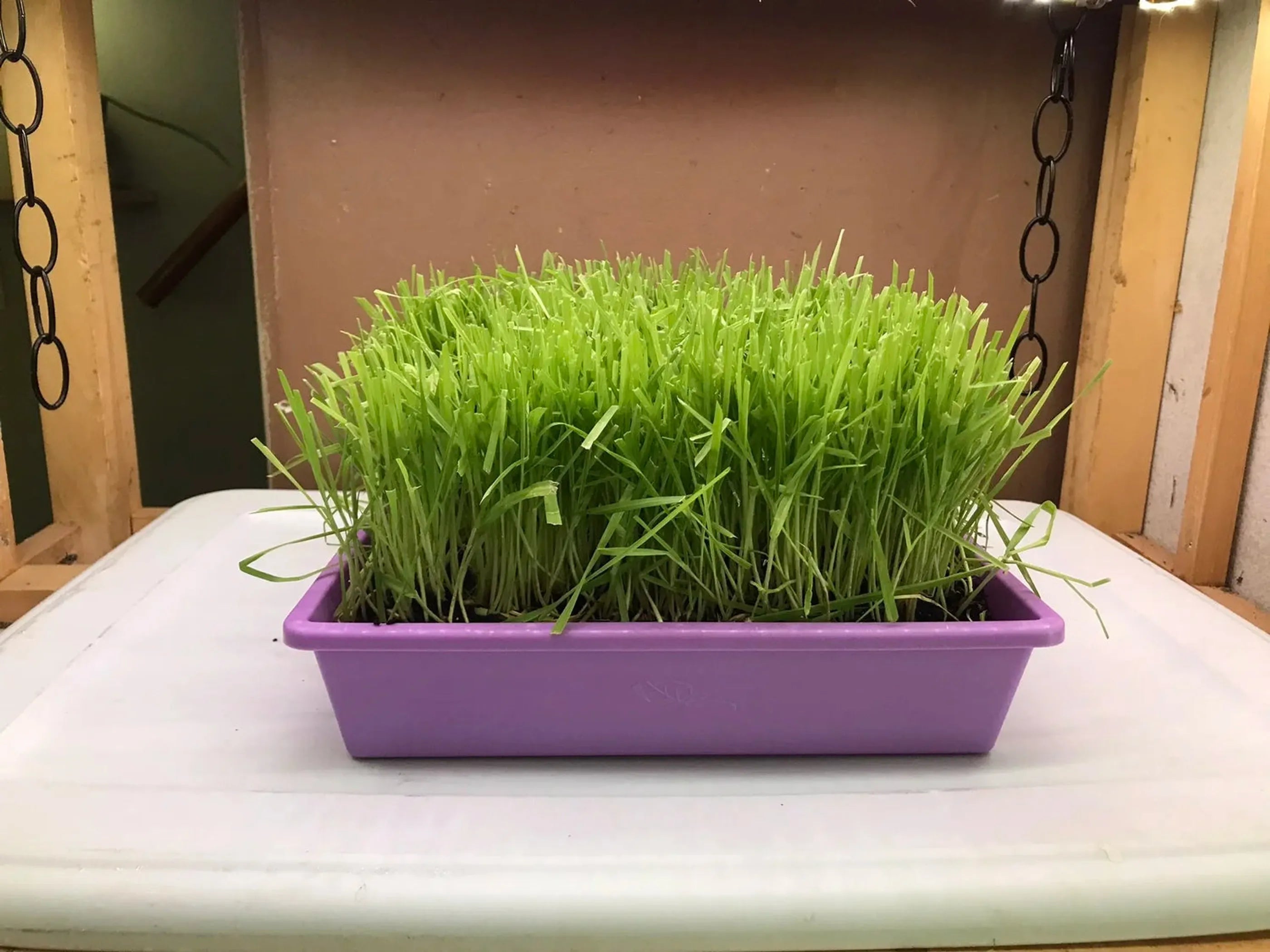 Mom's Indoor Cat brand cat grass tray with fresh indoor cat treats, featuring green-grown cat grass in a clear tray.