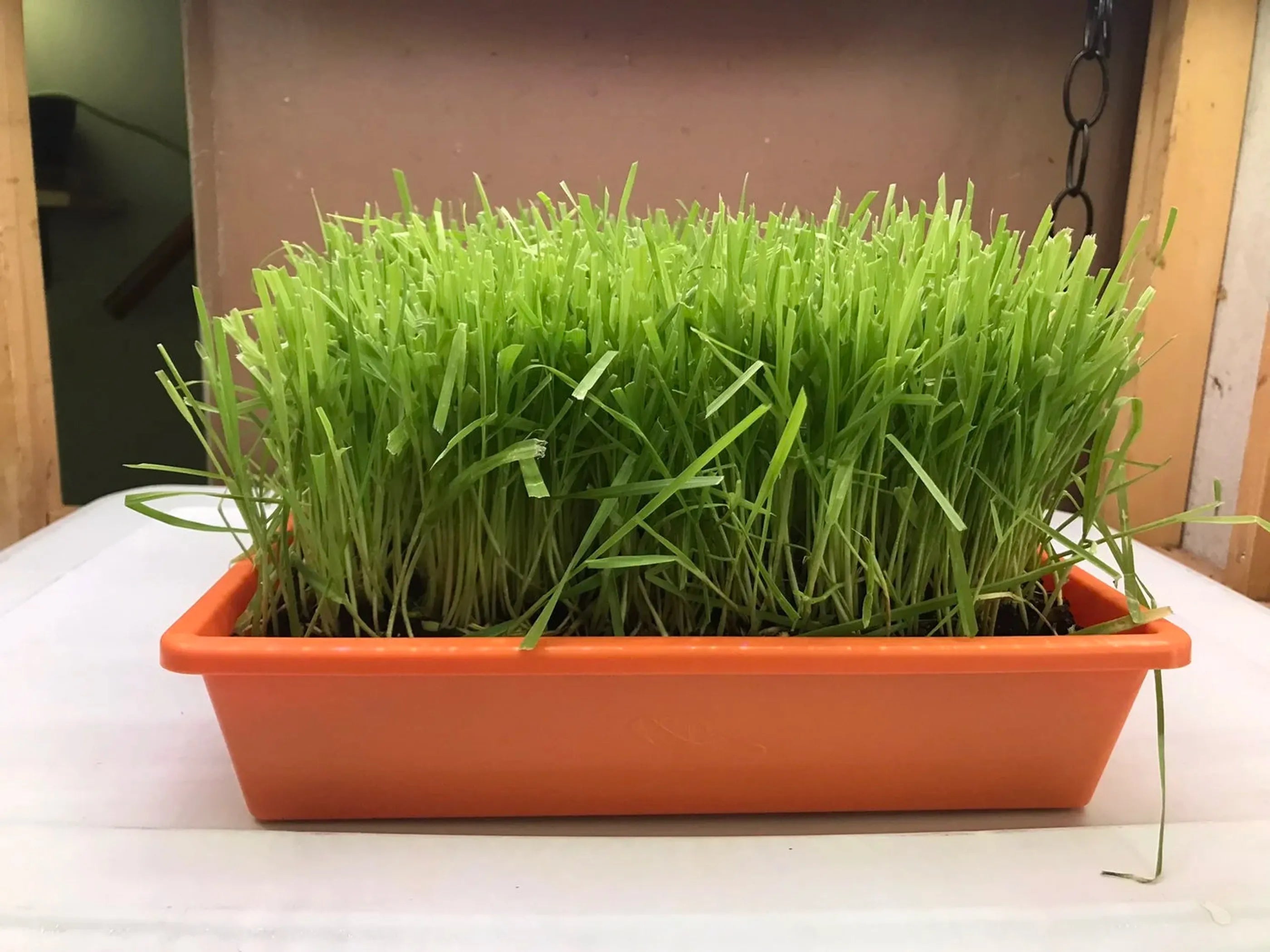 Mom's Indoor Cat fresh cat grass tray with treat kit, perfect for indoor cats to enjoy healthy, natural cat treats.