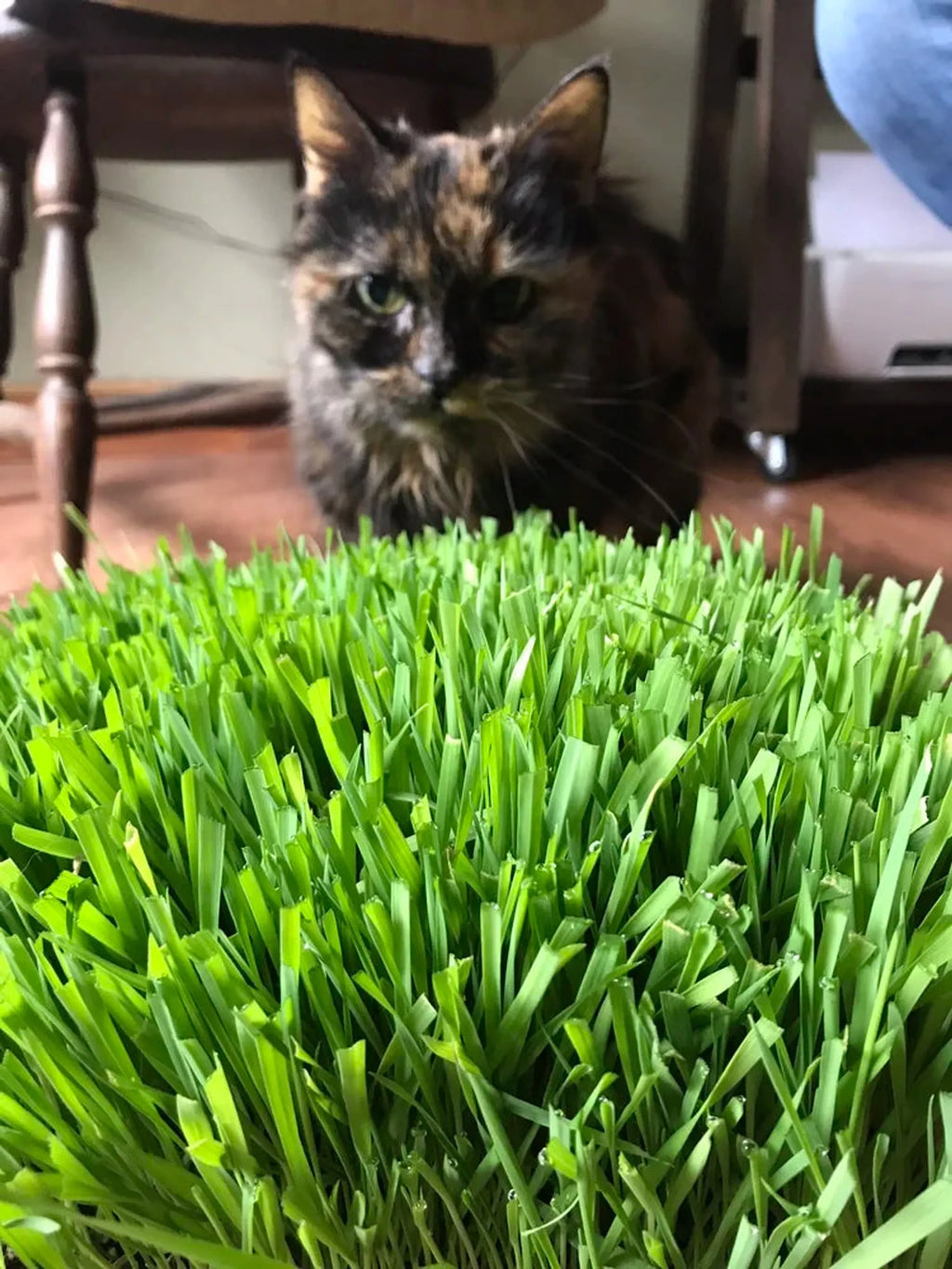 Mom's Indoor Cat brand cat grass tray with fresh cat treats, designed for indoor cats to enjoy healthy, natural grazing.