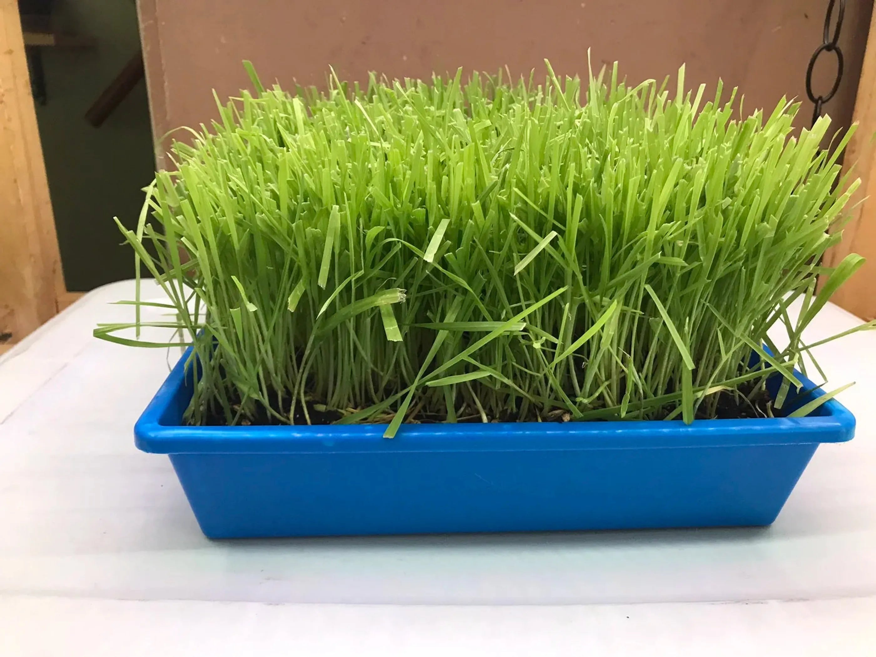 Mom's Indoor Cat brand cat grass tray with fresh cat treats for indoor cats, featuring green sprouted grass in a white tray.